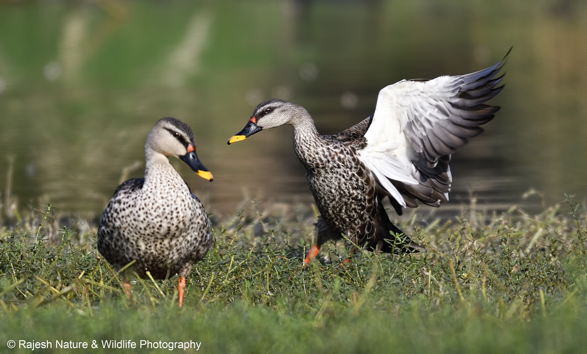 Nikon D500 + Sigma 150-600mm F5-6.3 DG OS HSM | S sample photo. _rkr8911_00001.jpg photography