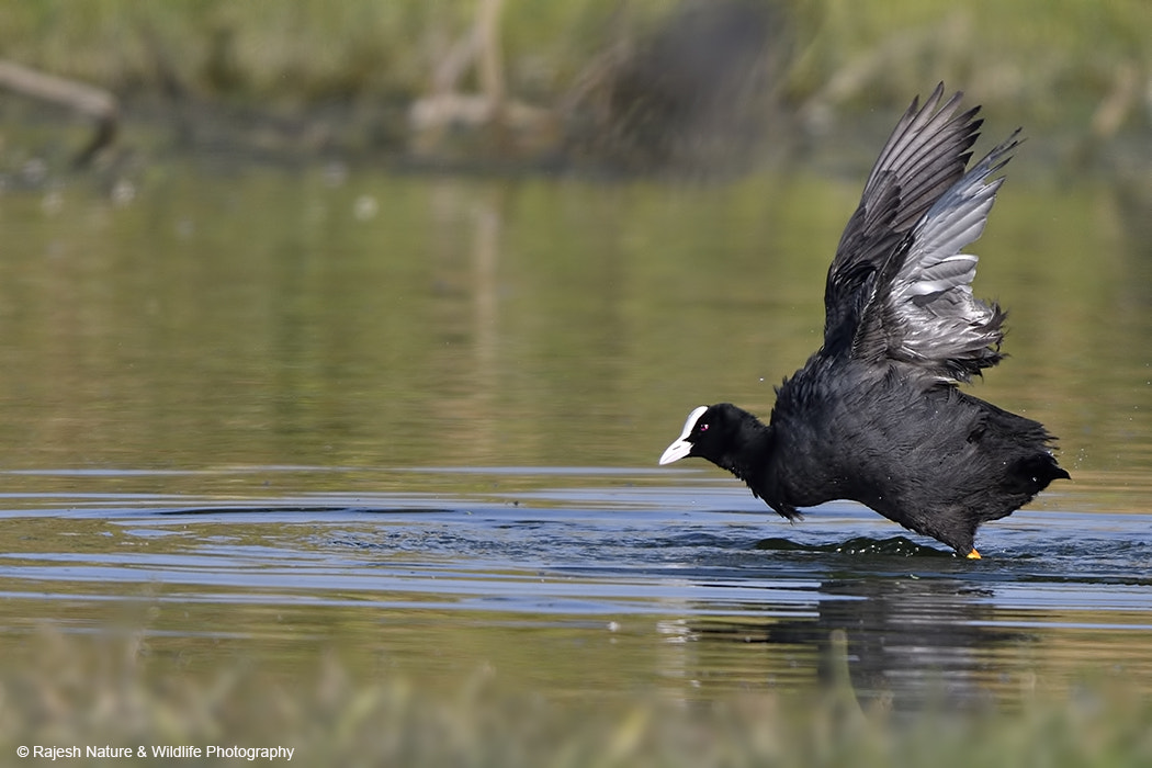 Nikon D500 + Sigma 150-600mm F5-6.3 DG OS HSM | S sample photo. _rkr9092_00002.jpg photography