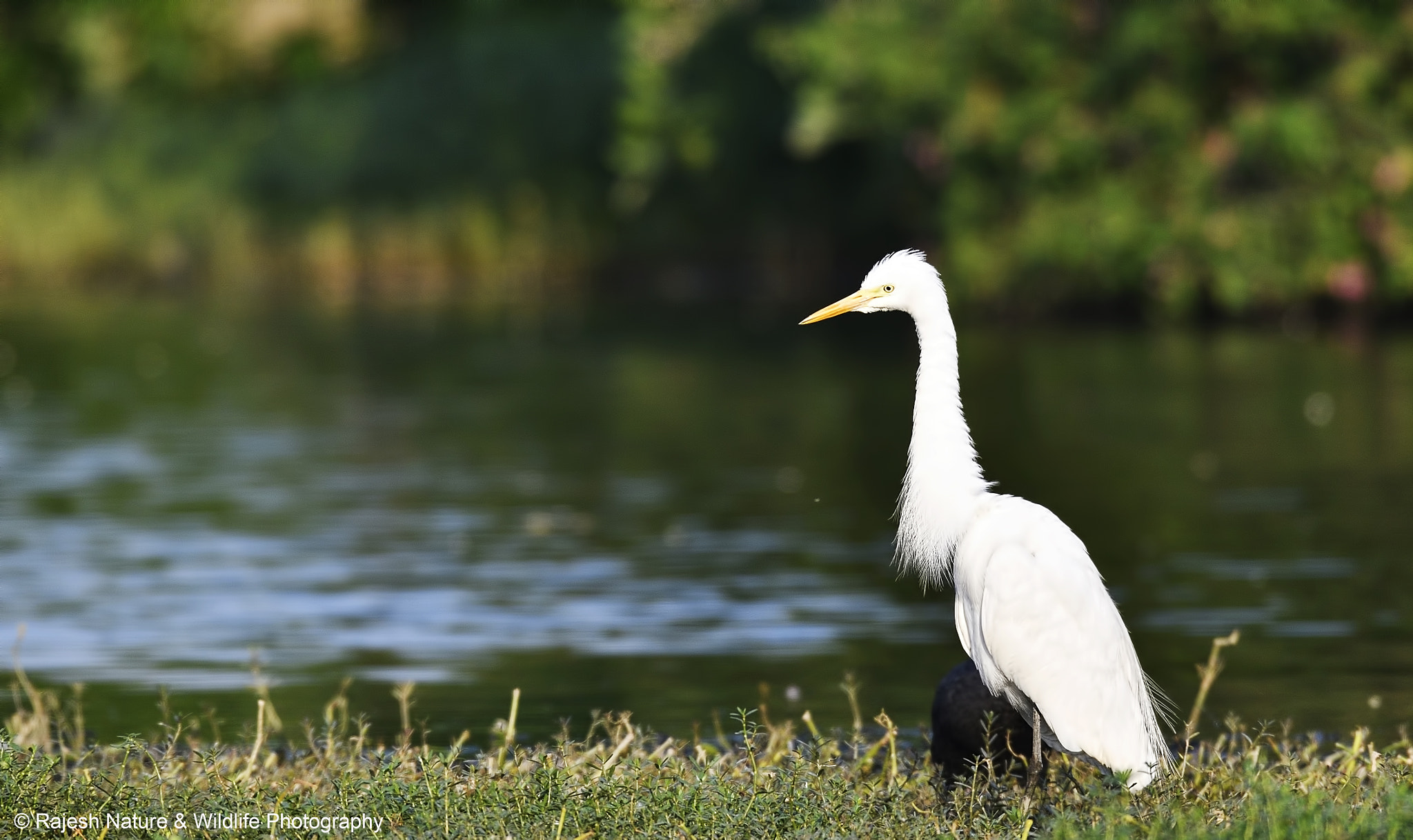 Sigma 150-600mm F5-6.3 DG OS HSM | S sample photo. _rkr9393_00001.jpg photography