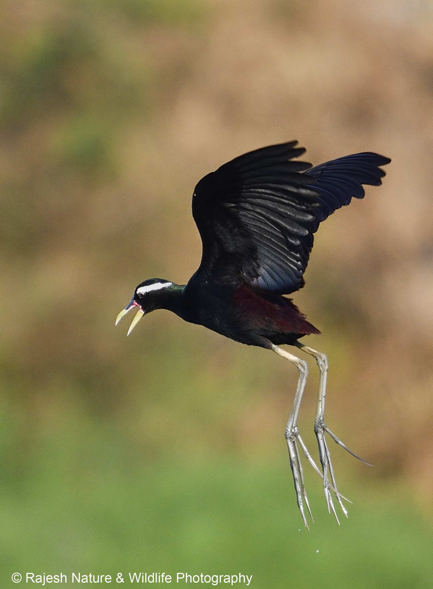 Nikon D500 + Sigma 150-600mm F5-6.3 DG OS HSM | S sample photo. _rkr9440_00001.jpg photography