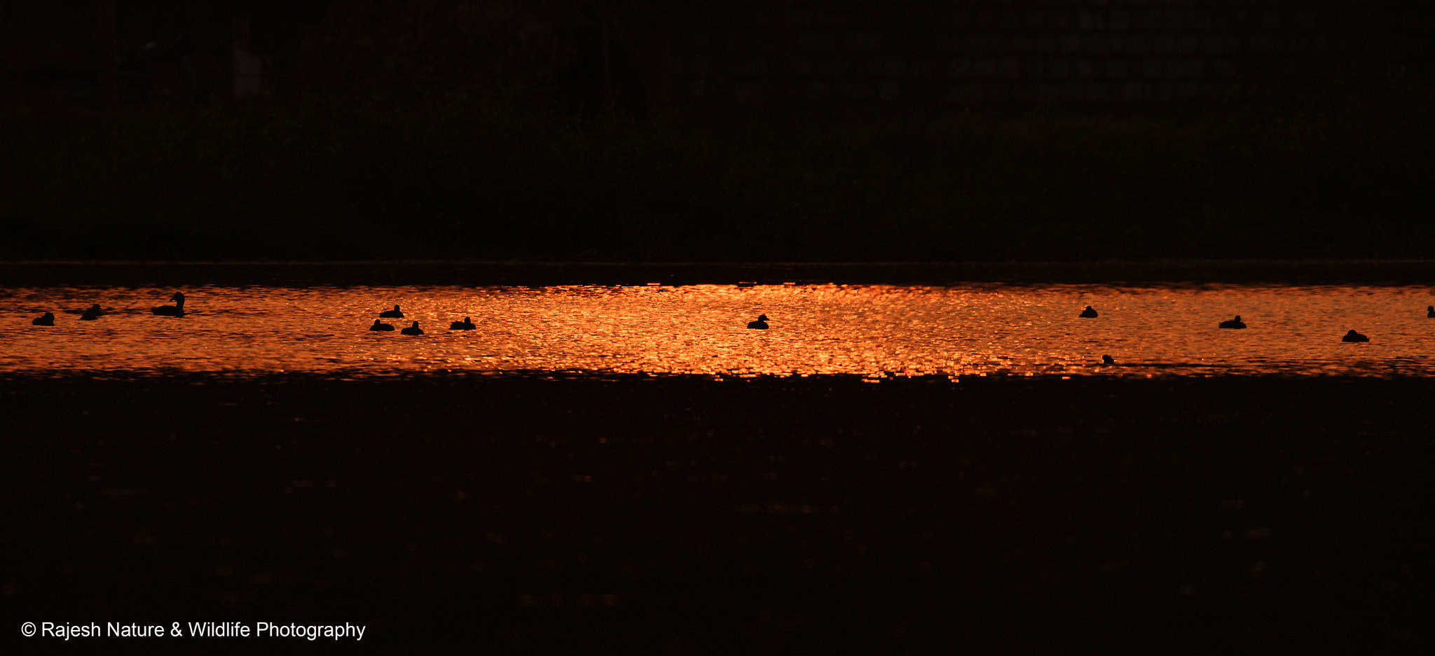 Sigma 150-600mm F5-6.3 DG OS HSM | S sample photo. _rkr9568_00002.jpg photography