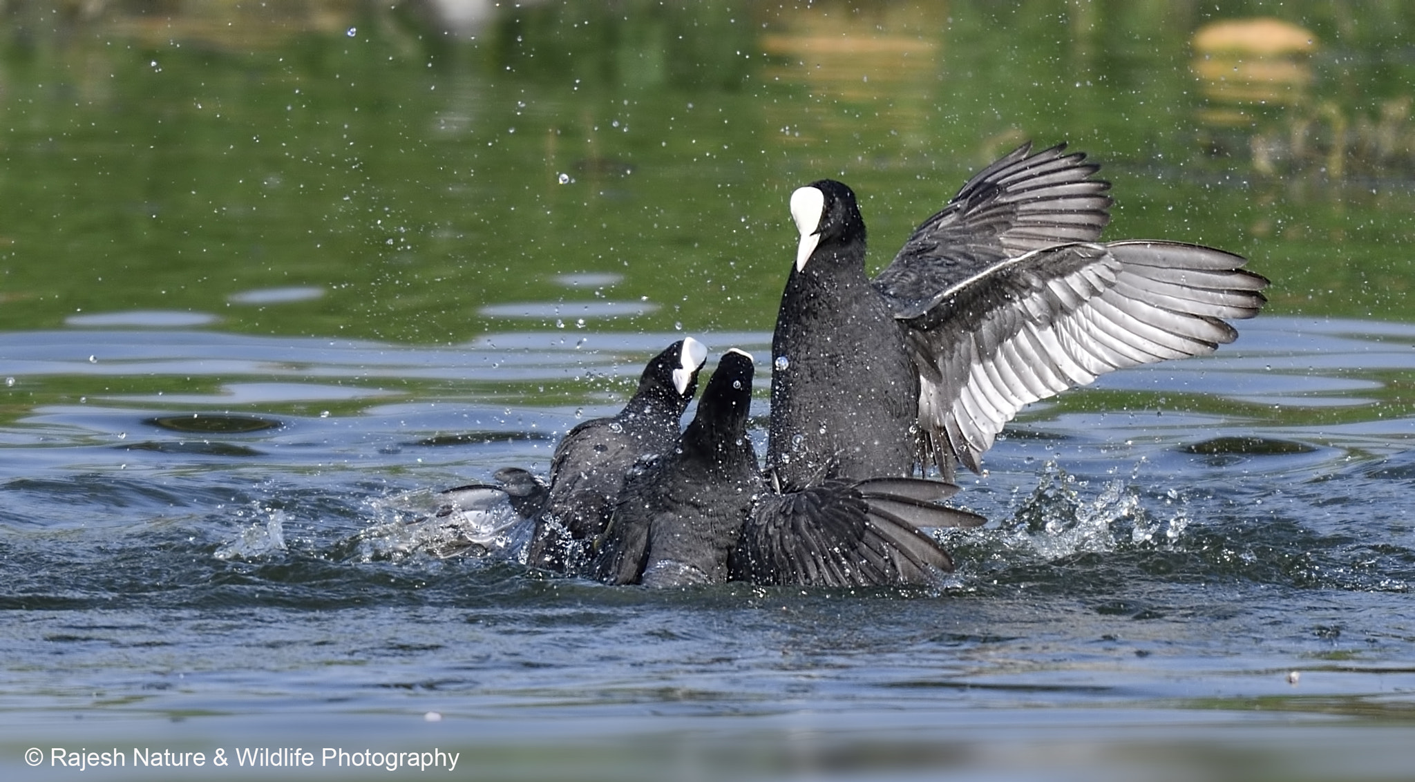 Sigma 150-600mm F5-6.3 DG OS HSM | S sample photo. Action photography