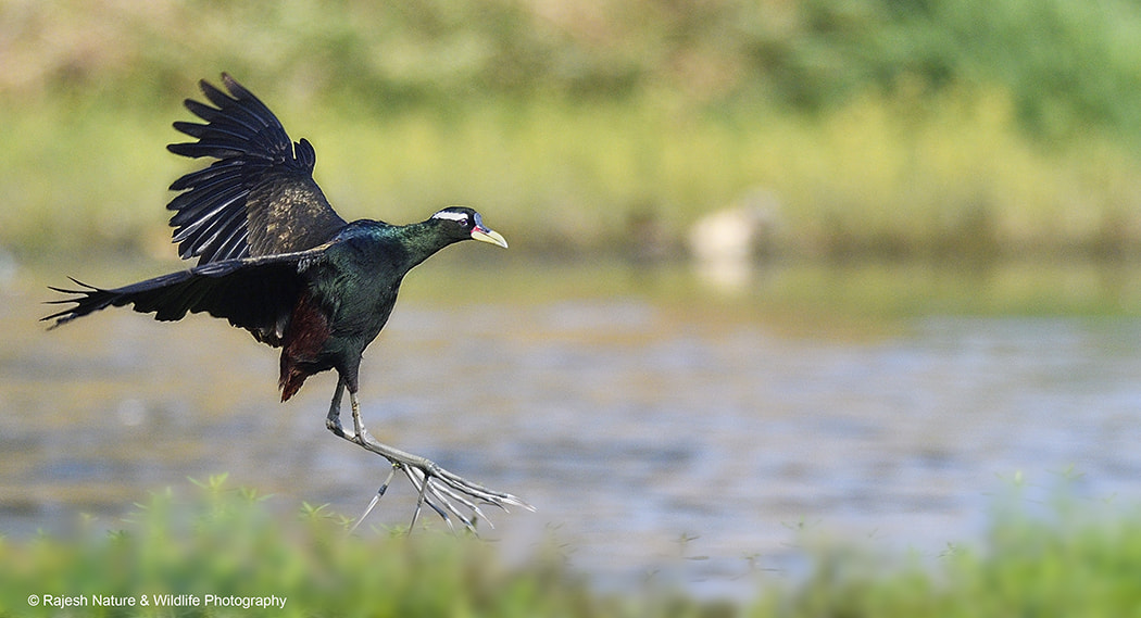 Nikon D500 + Sigma 150-600mm F5-6.3 DG OS HSM | S sample photo. Bwj photography