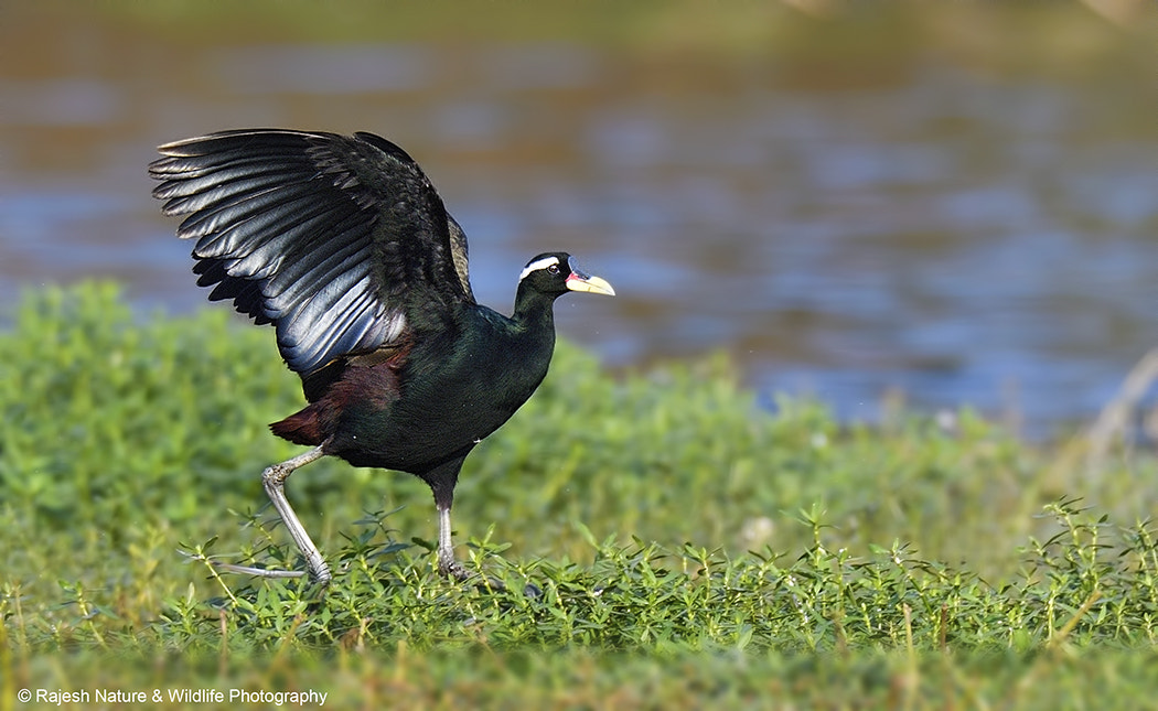 Sigma 150-600mm F5-6.3 DG OS HSM | S sample photo. Bwjn photography