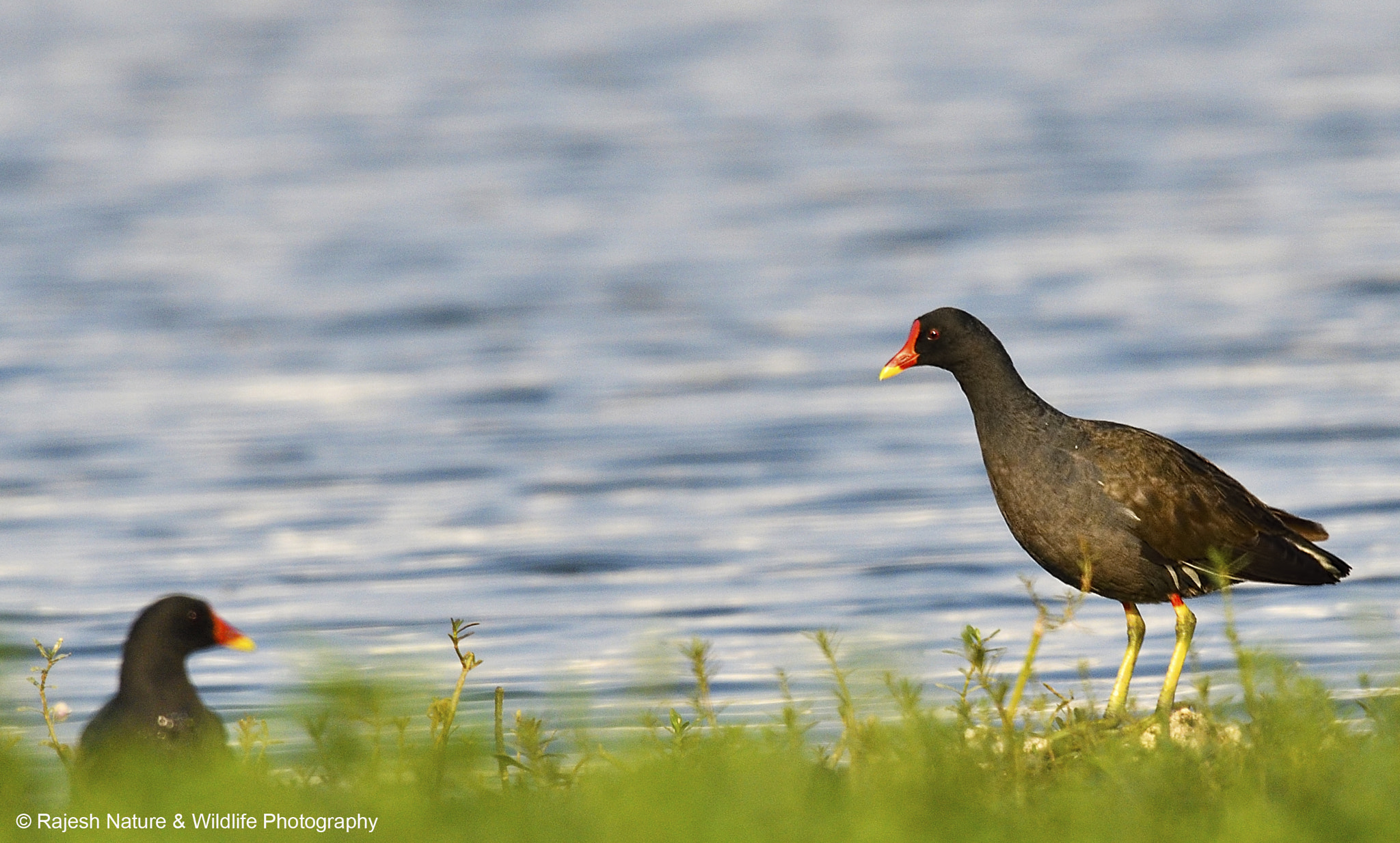 Sigma 150-600mm F5-6.3 DG OS HSM | S sample photo. Common moorhen photography