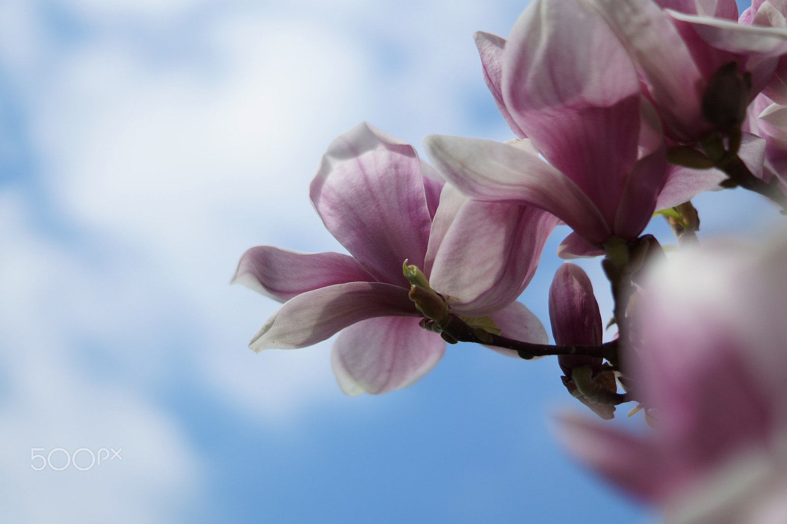 Sony SLT-A58 + Sony DT 50mm F1.8 SAM sample photo. Delicate colors photography