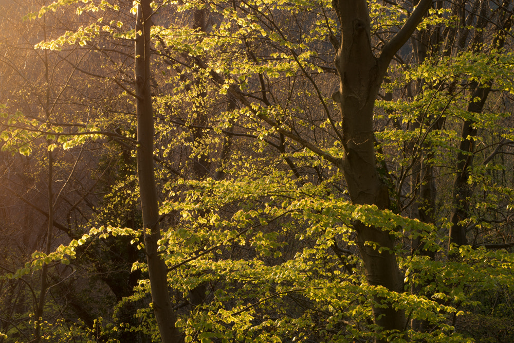 Nikon AF-S Nikkor 50mm F1.8G sample photo. Forest photography