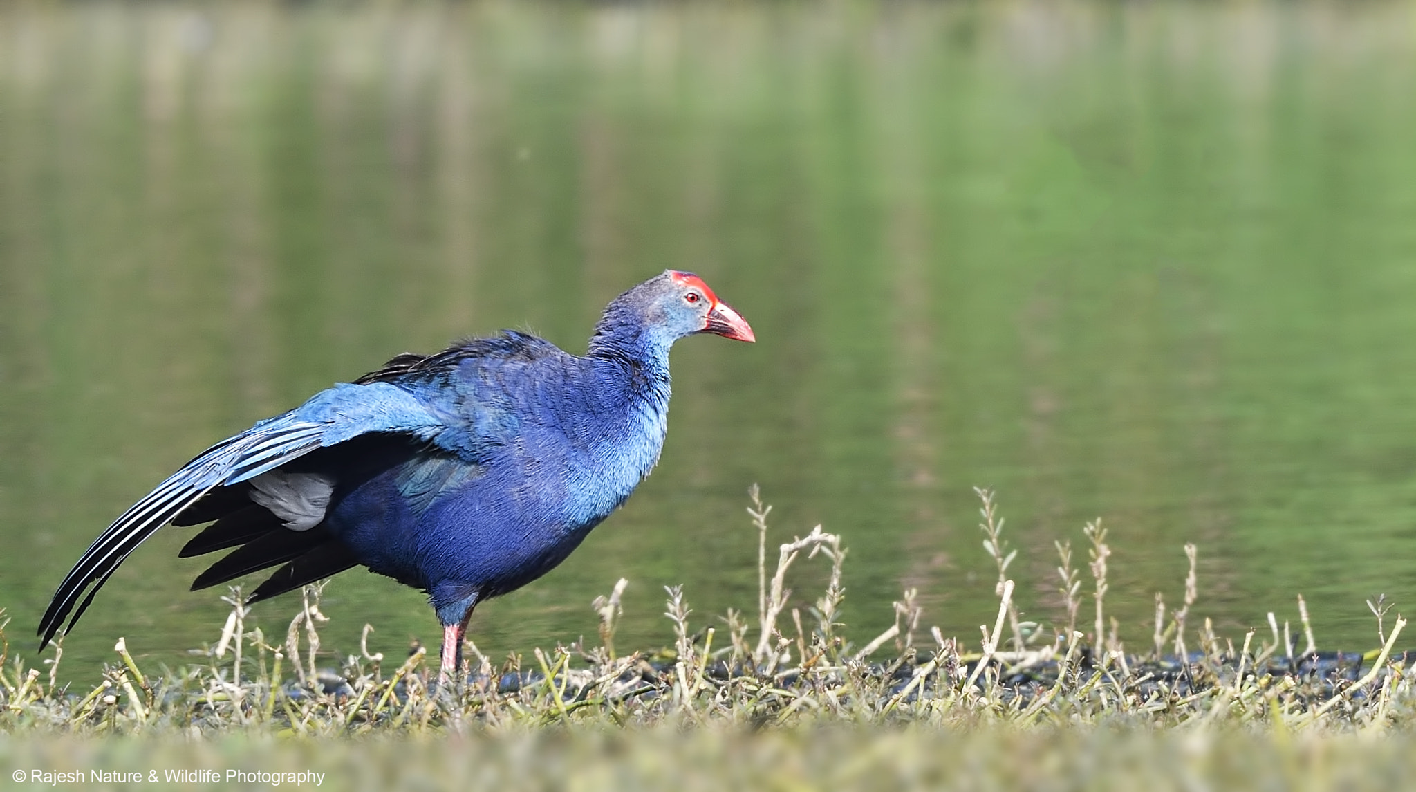 Sigma 150-600mm F5-6.3 DG OS HSM | S sample photo. Pswpn photography