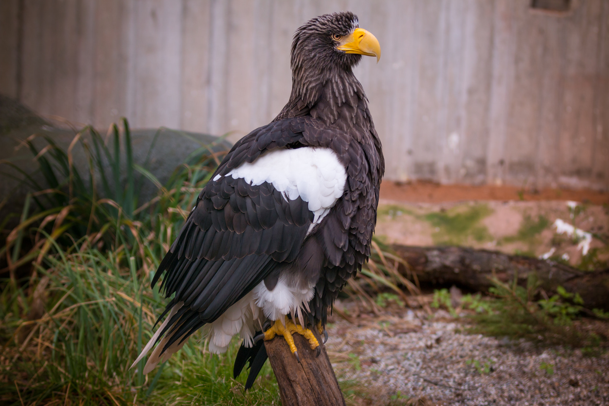 Canon EF 70-200mm F2.8L IS II USM sample photo. Majestic photography