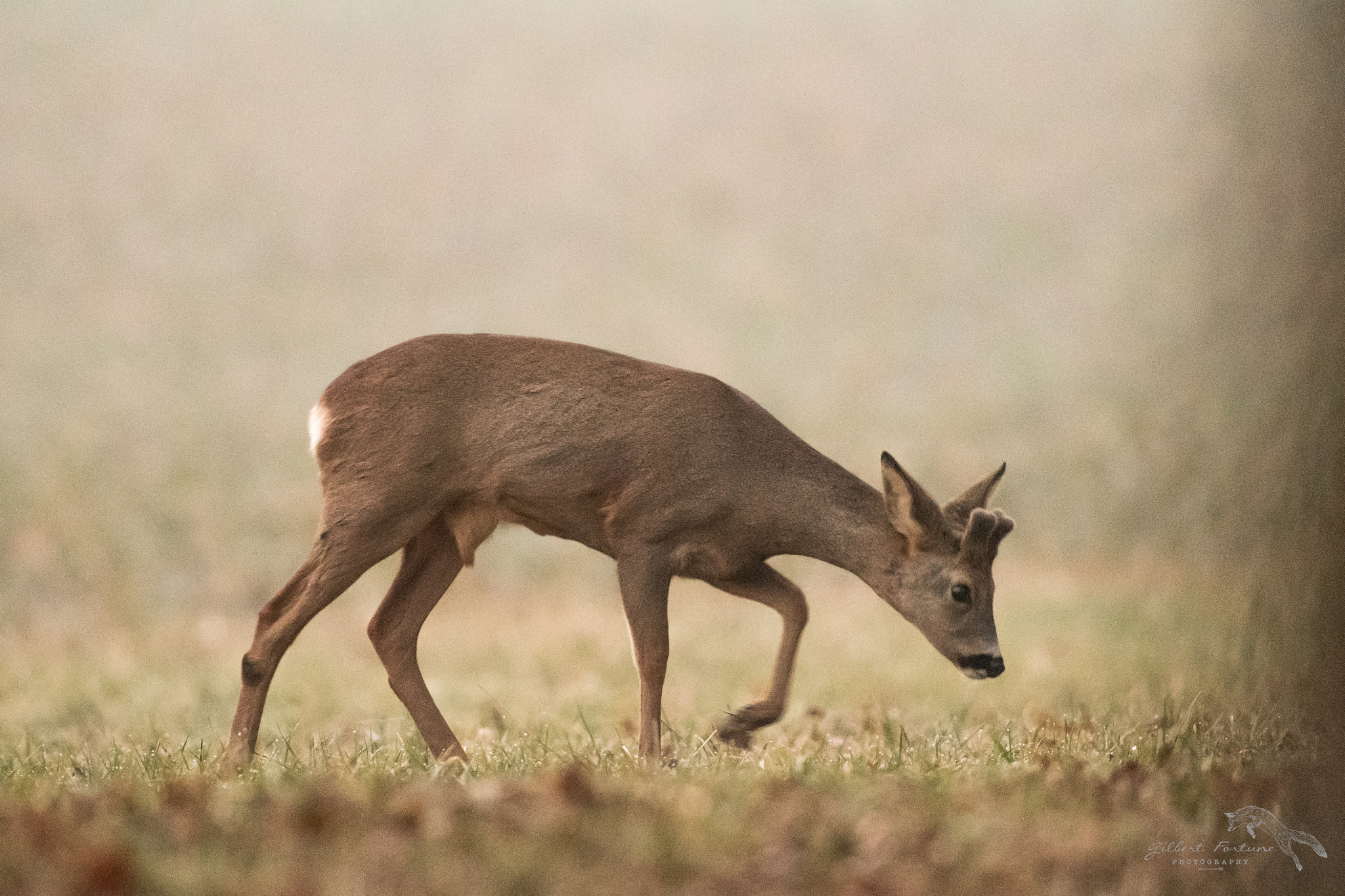 Nikon AF-S Nikkor 300mm F2.8G ED VR II sample photo. Ambiance photography