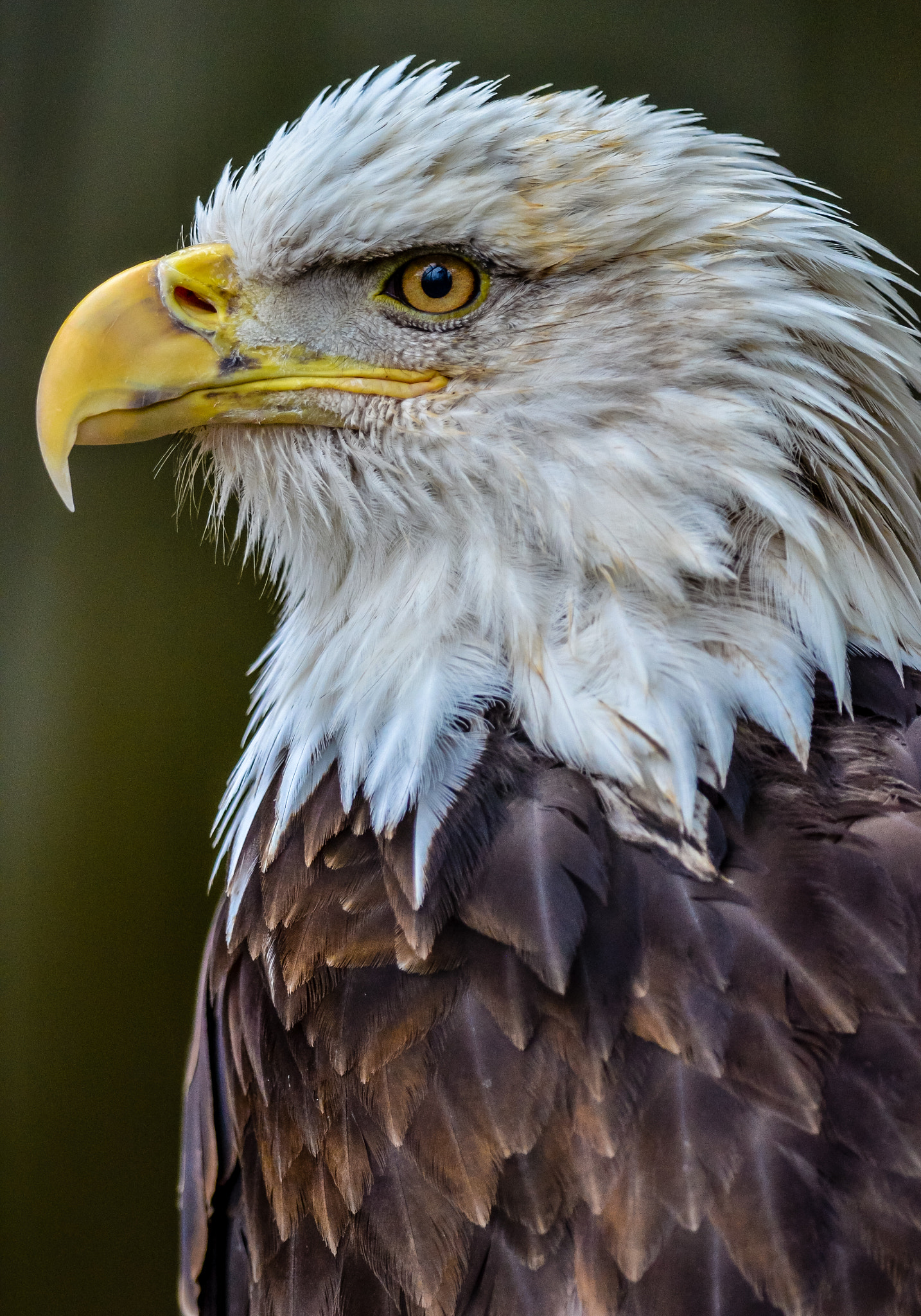 Nikon D7000 + Nikon AF-S Nikkor 300mm F4D ED-IF sample photo. Bald eagle photography