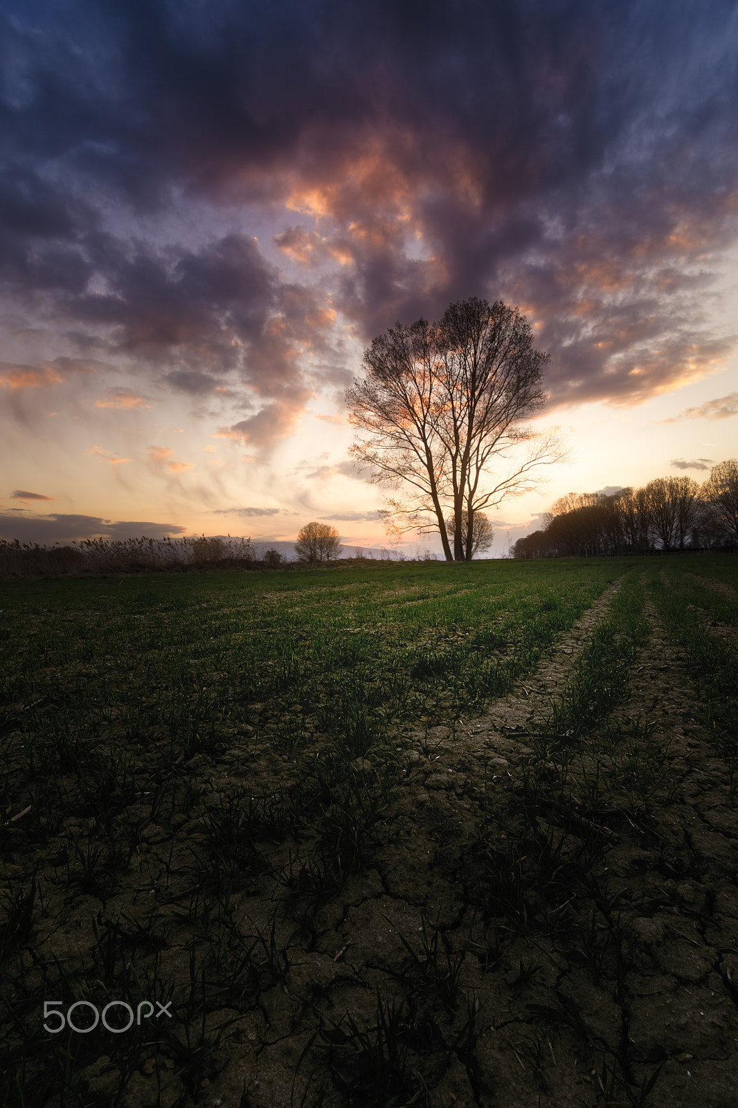 Tokina AT-X Pro 11-16mm F2.8 DX sample photo. Sunset field photography