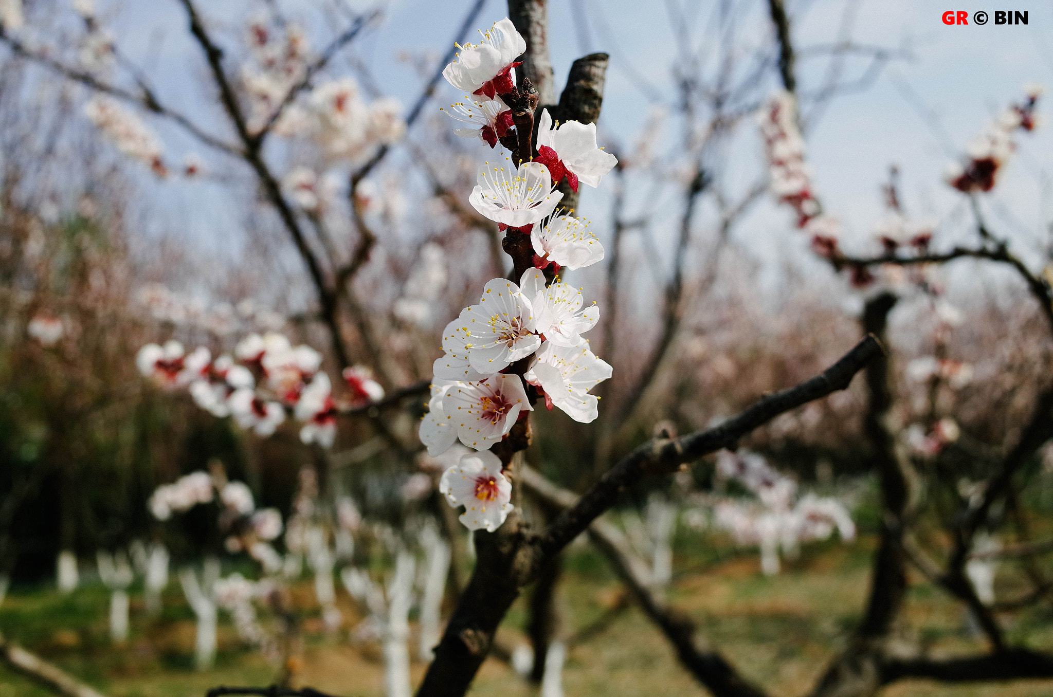 Ricoh GR + GR Lens sample photo