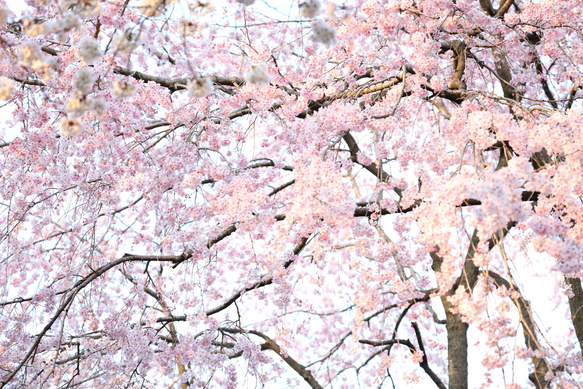 Canon EF 70-300mm F4-5.6L IS USM sample photo. Spring again photography