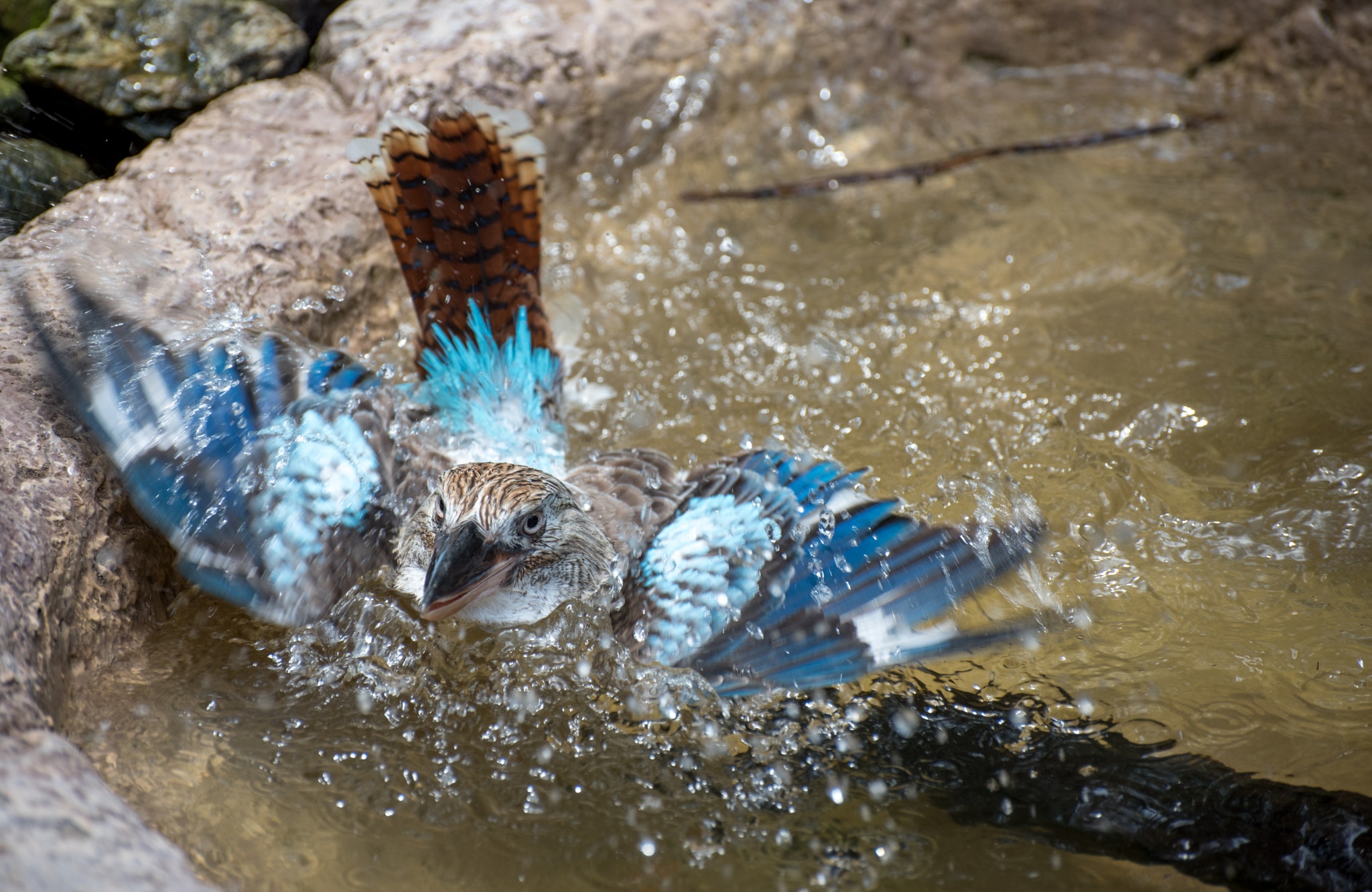 Nikon D750 sample photo. Kingfisher taking a bath photography