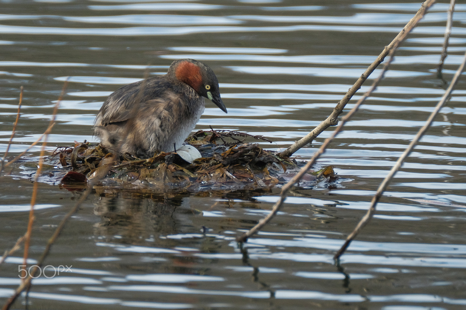 XF100-400mmF4.5-5.6 R LM OIS WR + 1.4x sample photo. My lovely eggs photography