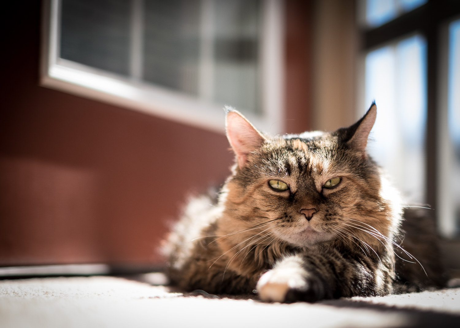 Fujifilm X-T1 + Fujifilm XF 35mm F1.4 R sample photo. Gibby in the sun photography