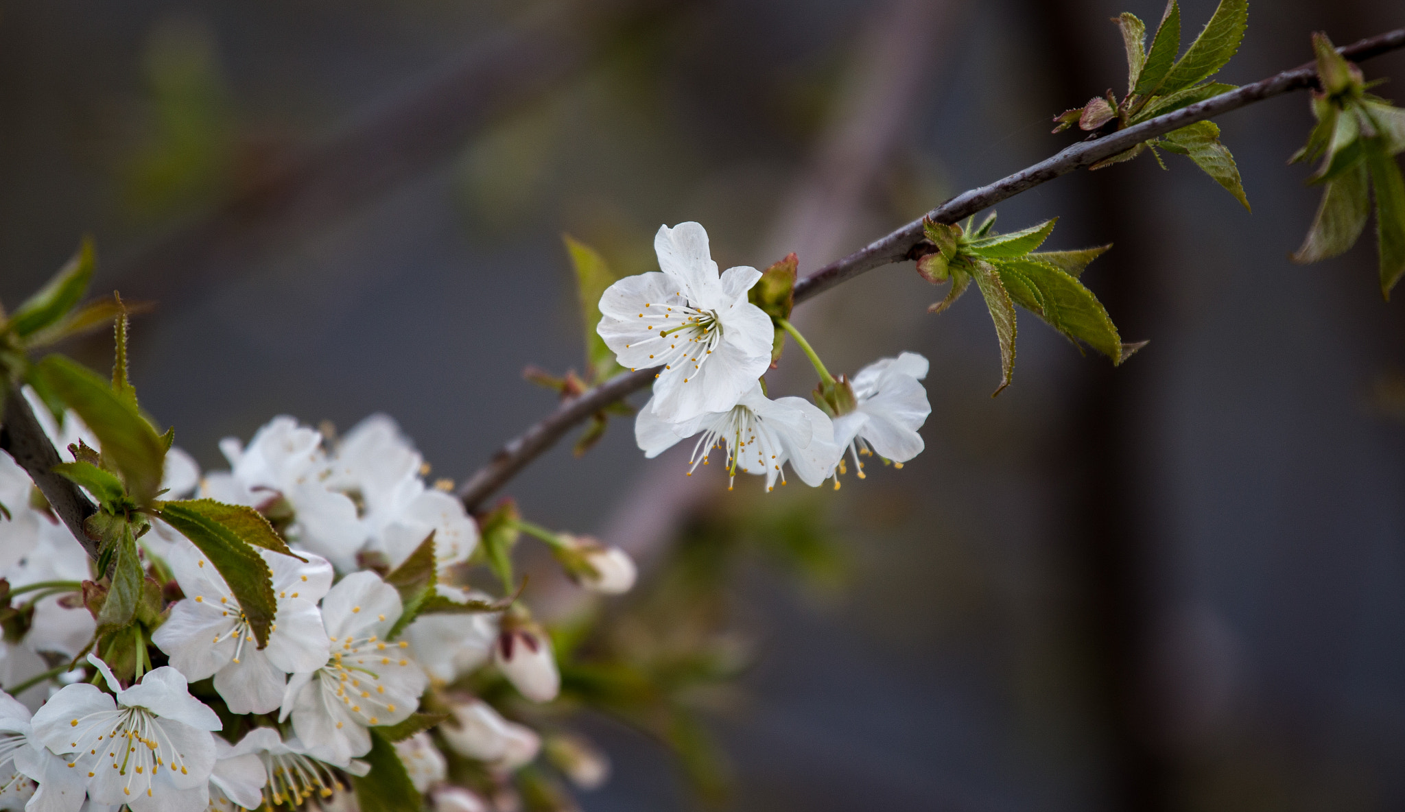 Canon EF 70-200mm F4L IS USM sample photo. Cherry flower photography