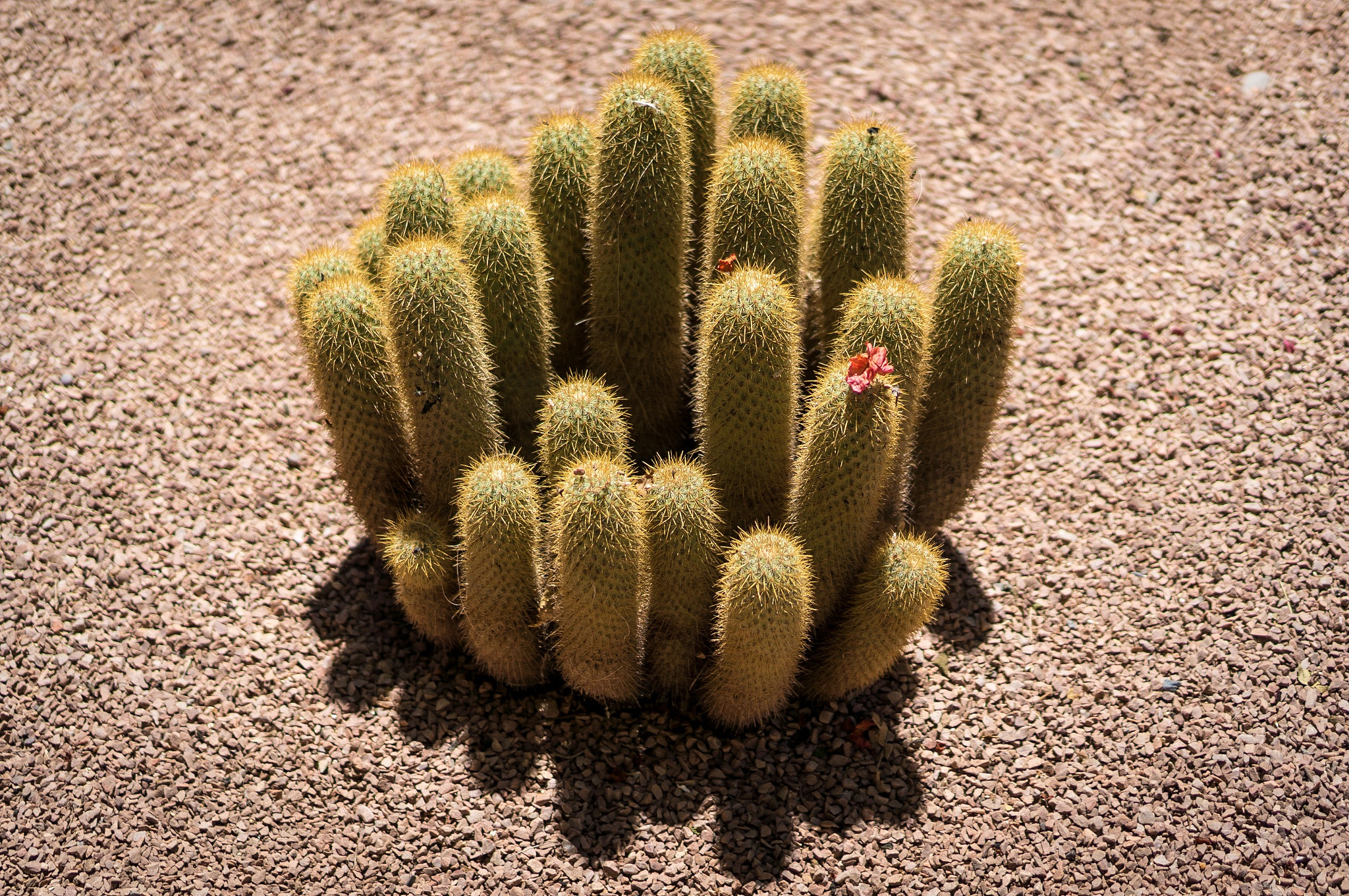 Sony Alpha NEX-6 + Sony E 35mm F1.8 OSS sample photo. 2014.04 - marrakesh, morocco photography