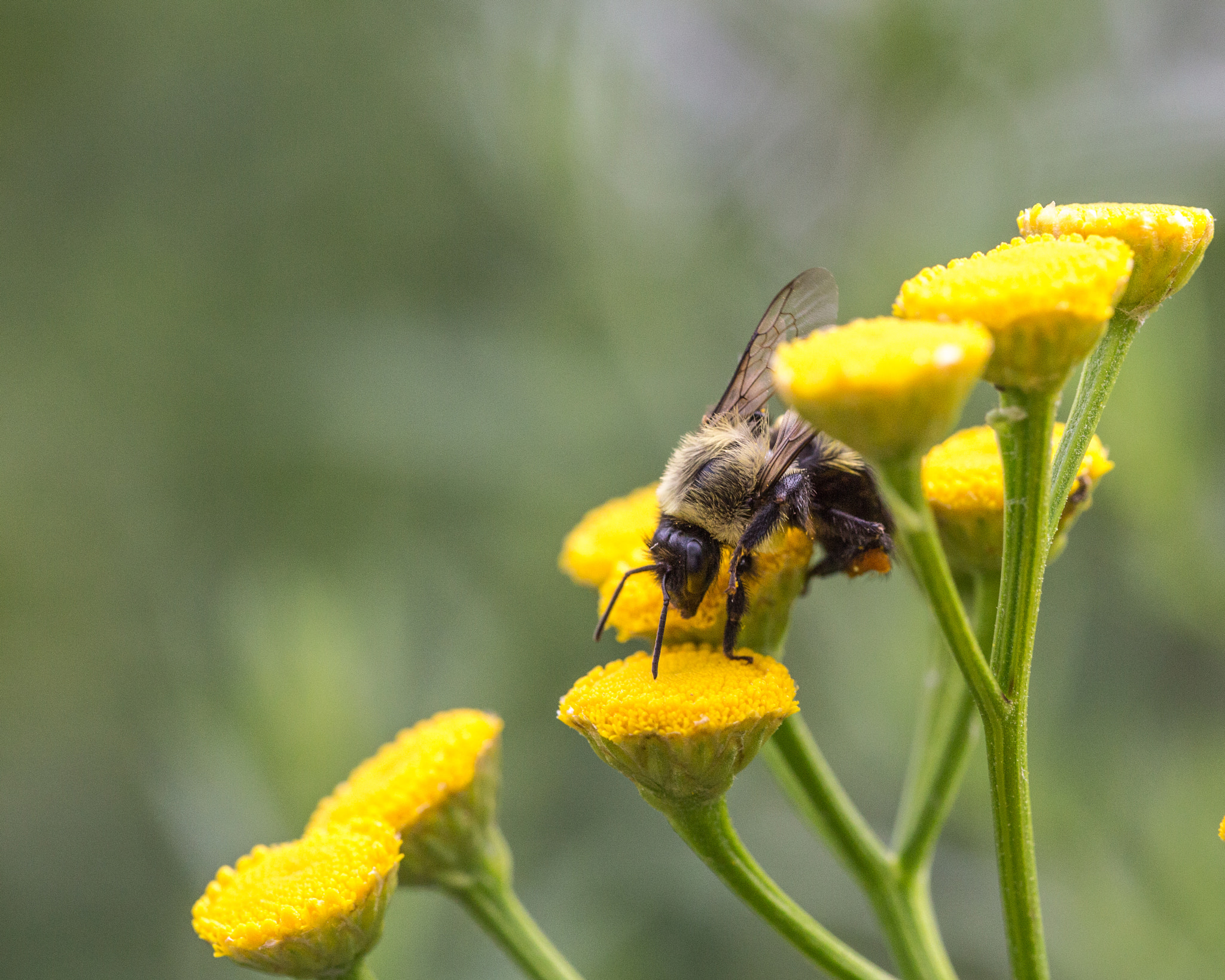 Canon EF 100mm F2.8L Macro IS USM sample photo. Stepping stones photography