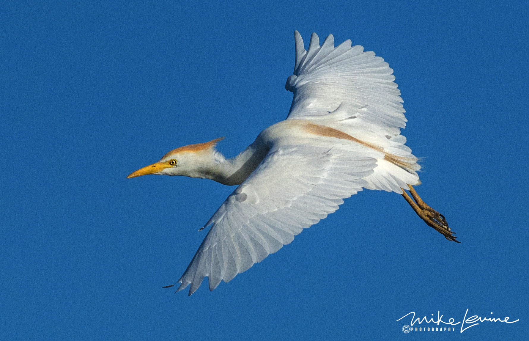 Nikon AF-S Nikkor 300mm F2.8G ED VR II sample photo. Cattle egret in flight photography