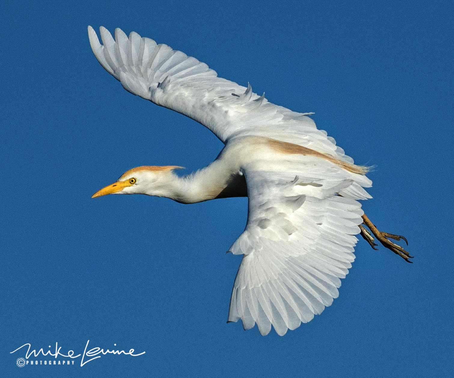 Nikon AF-S Nikkor 300mm F2.8G ED VR II sample photo. Cattle egret in flight photography