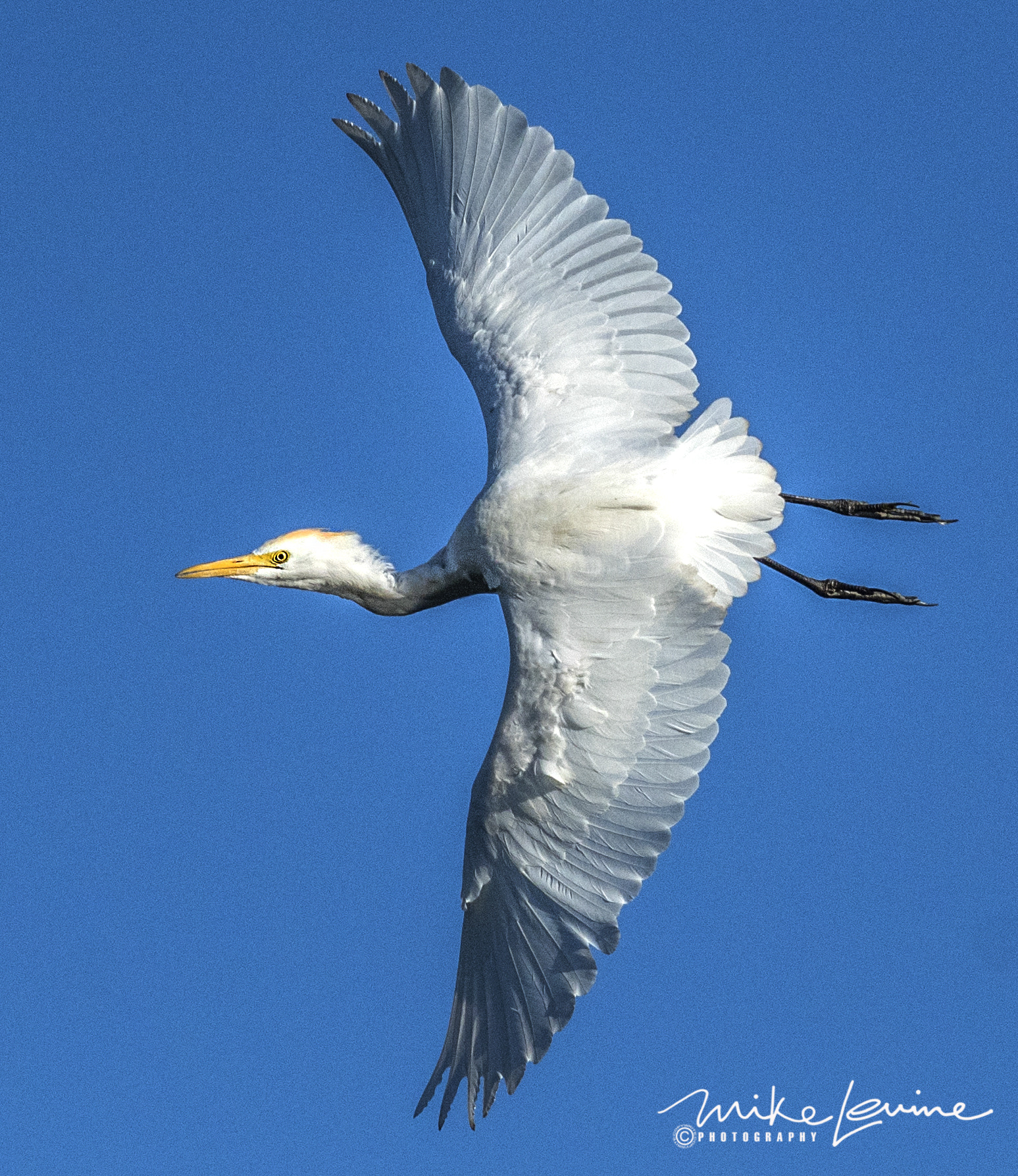 Nikon D500 sample photo. Cattle egret in flight photography