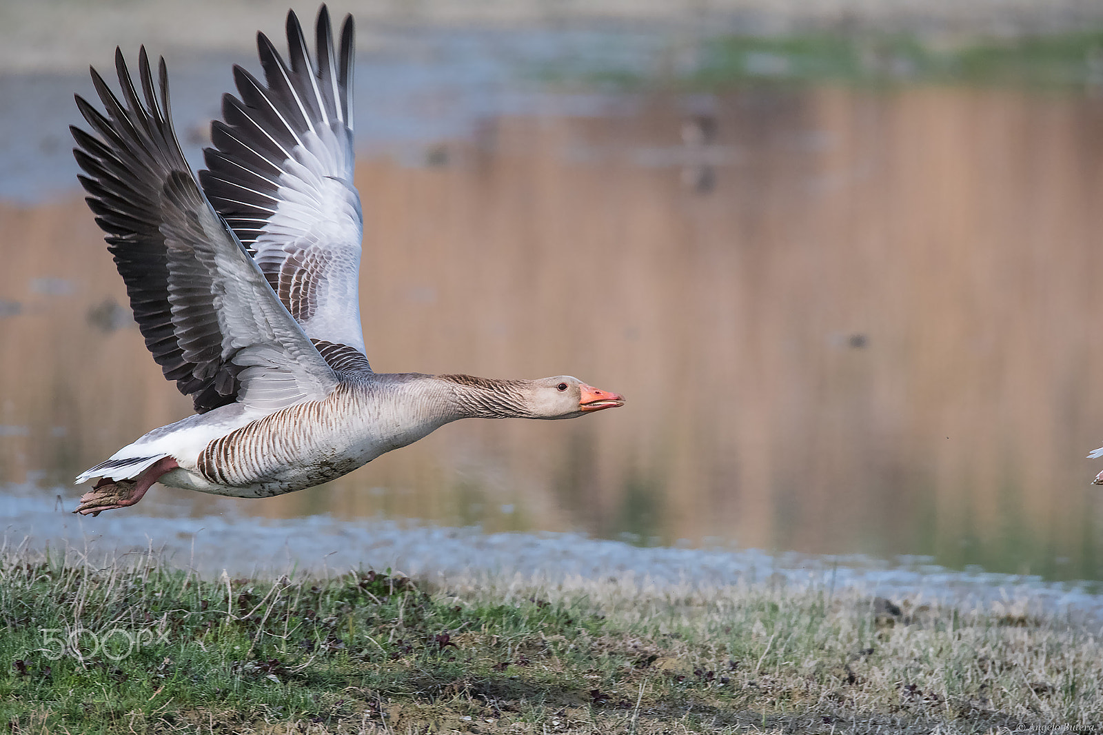 Nikon D500 sample photo. Oche grigie  in volo photography