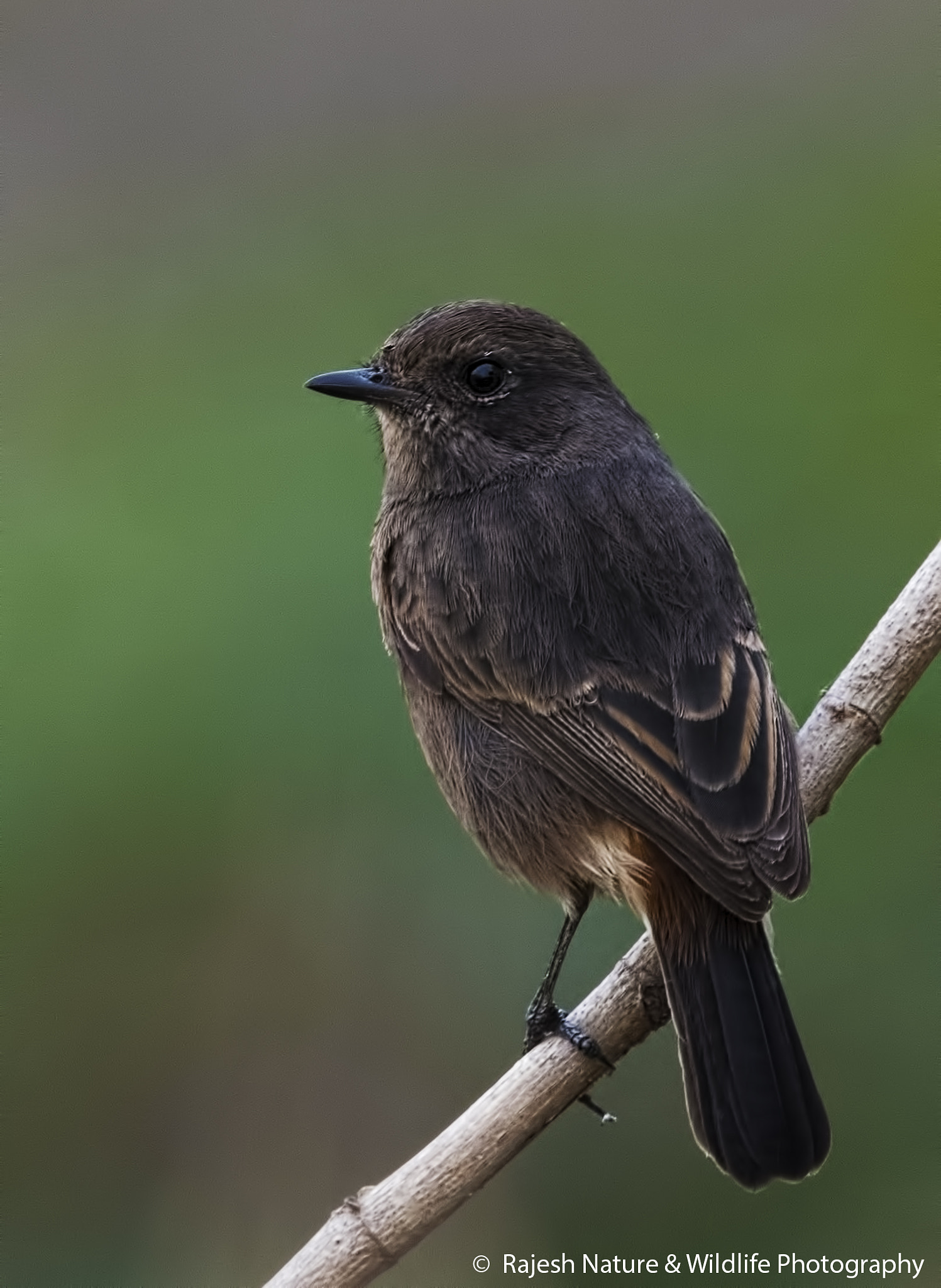 Sigma 150-600mm F5-6.3 DG OS HSM | S sample photo. Dsc photography