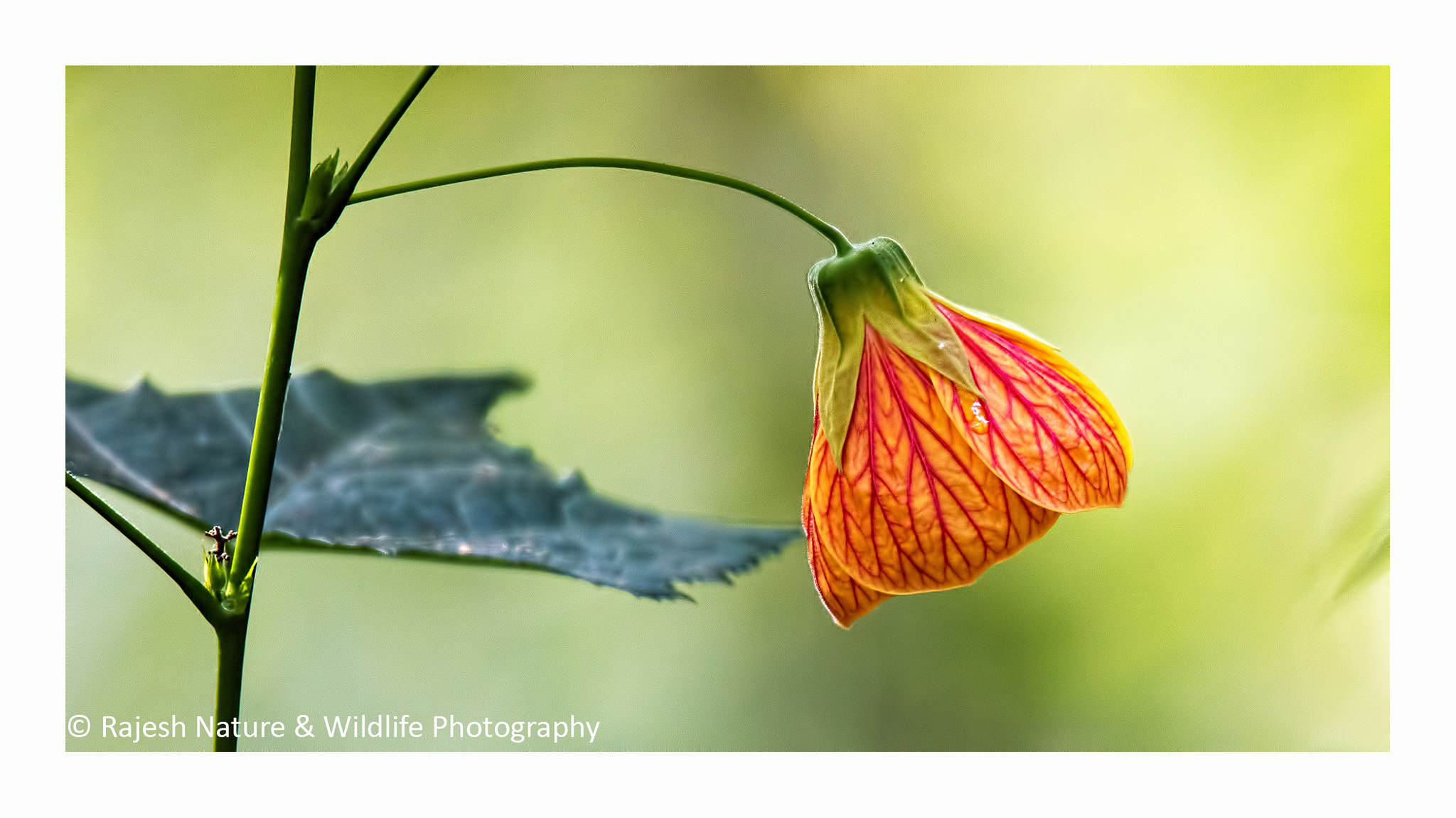 Sigma 150-600mm F5-6.3 DG OS HSM | S sample photo. Rkr photography