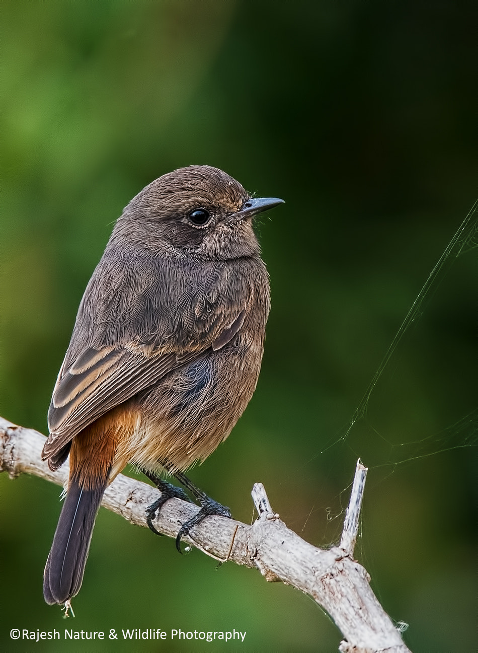 Sigma 150-600mm F5-6.3 DG OS HSM | S sample photo. Dsc photography