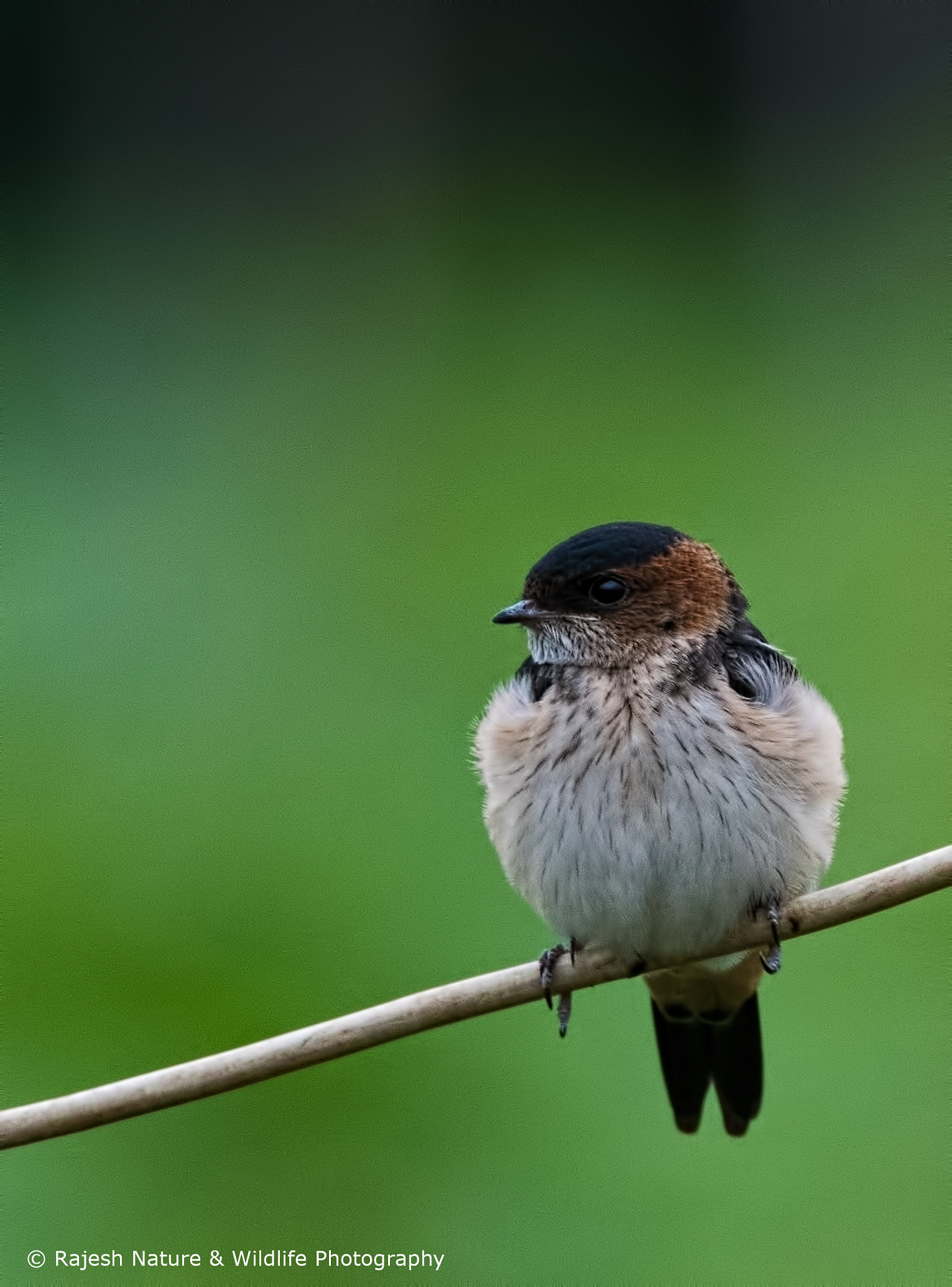 Sigma 150-600mm F5-6.3 DG OS HSM | S sample photo. Dsc photography