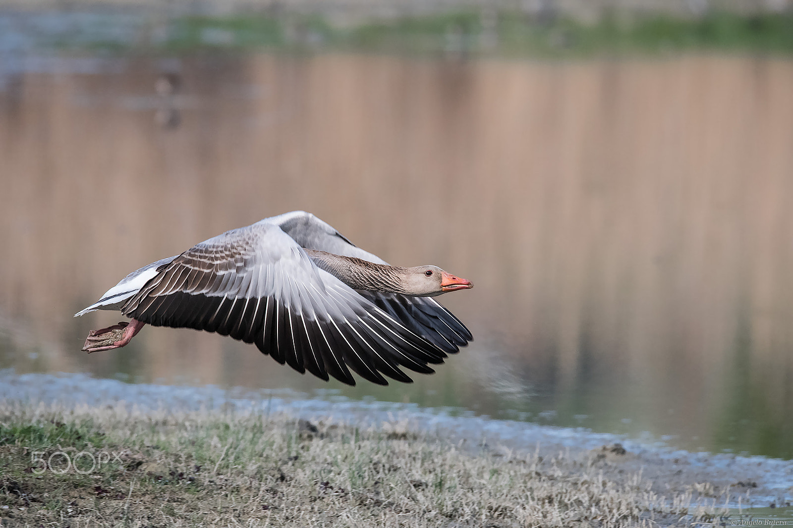 Nikon D500 sample photo. Oche grigie  in volo photography