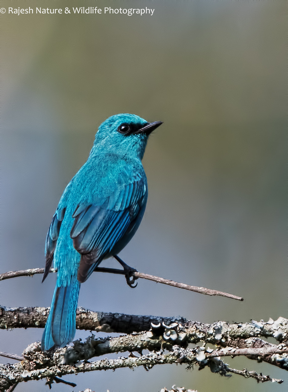 Sigma 150-600mm F5-6.3 DG OS HSM | S sample photo. Rkr photography