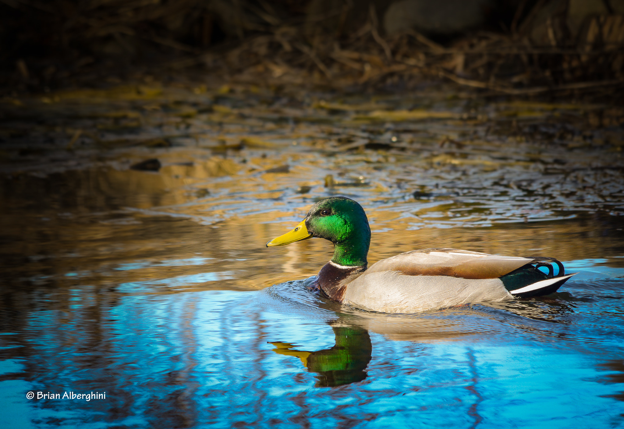Sigma 150-500mm F5-6.3 DG OS HSM sample photo. An early morning paddle photography