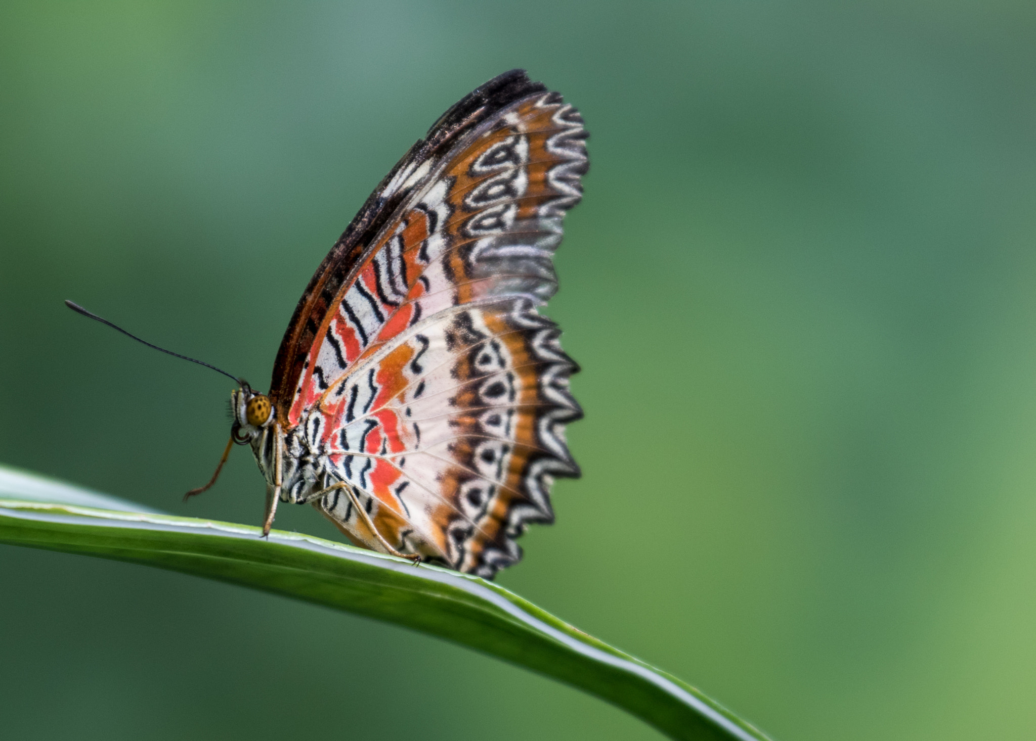 Canon EF 70-300mm F4-5.6L IS USM sample photo. Butterfly photography