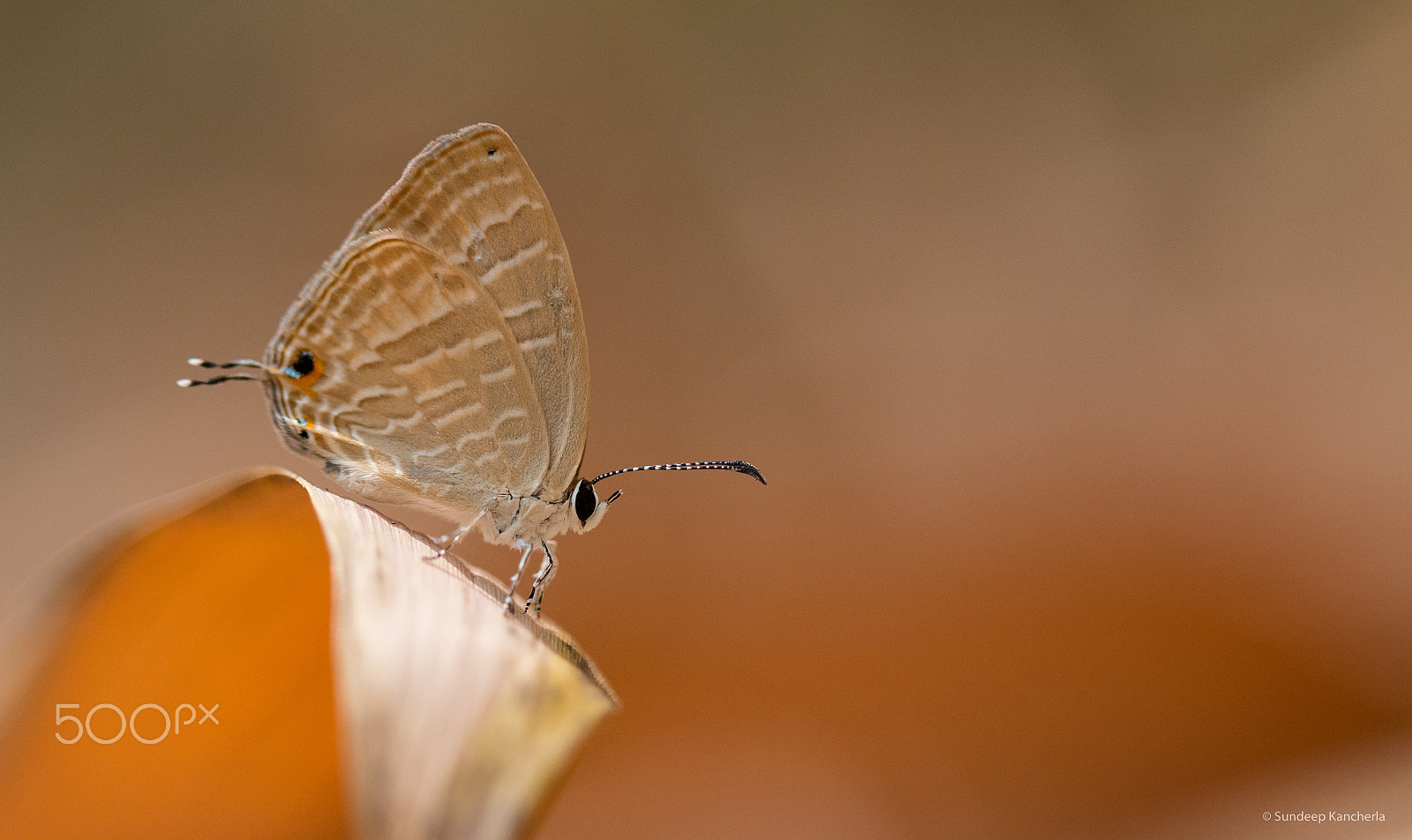Canon EF 100mm F2.8L Macro IS USM sample photo. Butterfly photography