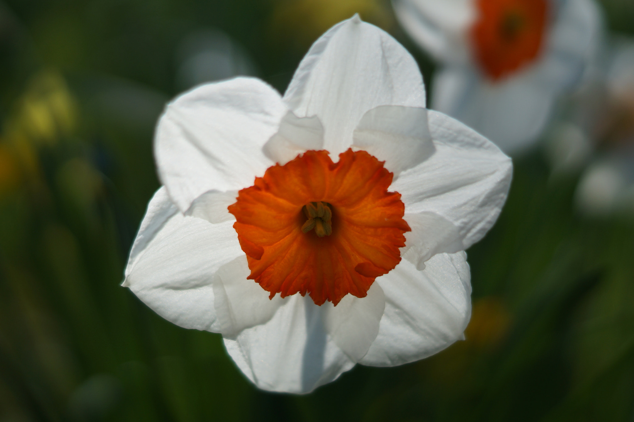 Sony SLT-A58 sample photo. Bold daffodil photography
