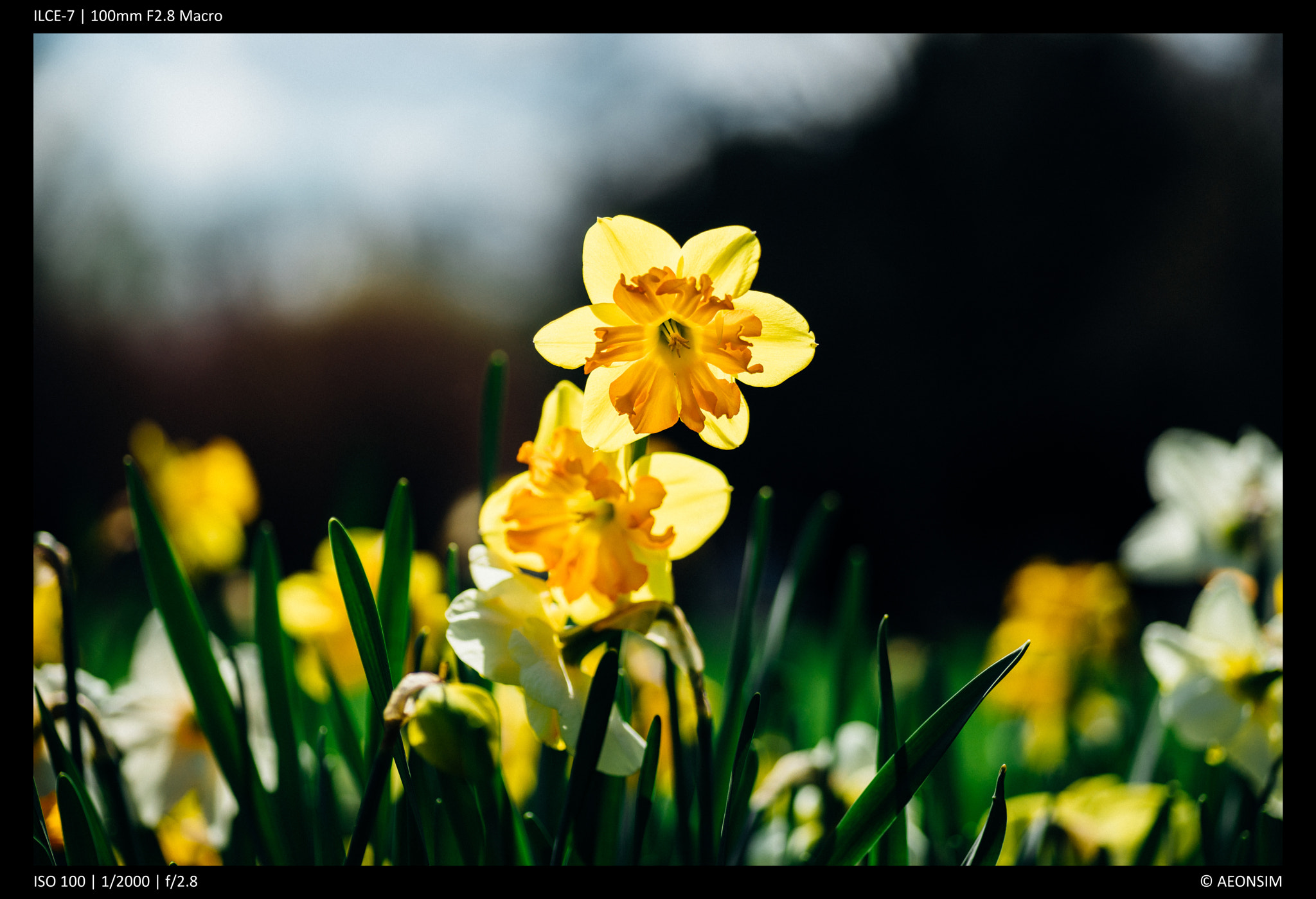 Sony a7 + Tamron SP AF 90mm F2.8 Di Macro sample photo. Spring flowers photography