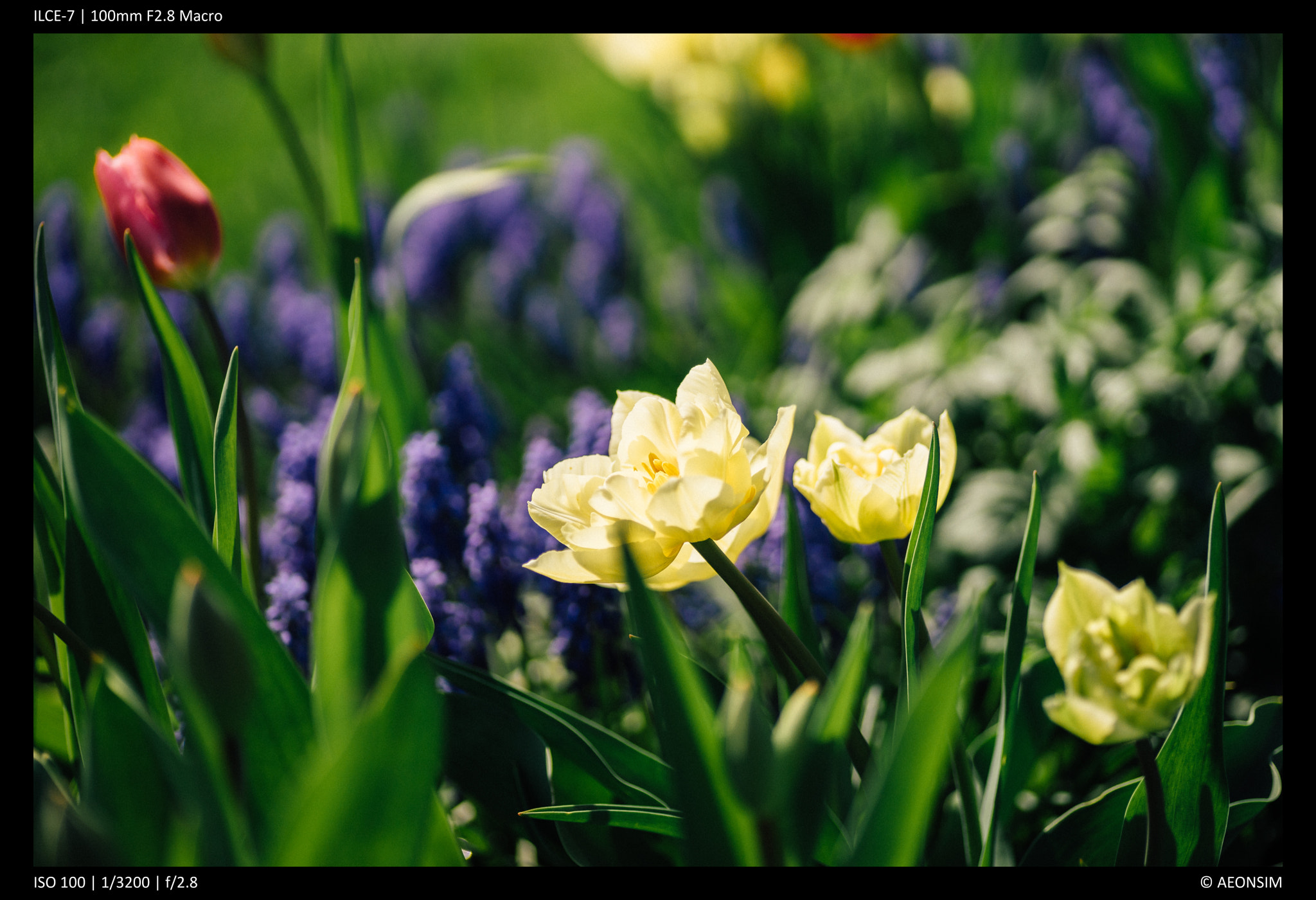 Sony a7 + Tamron SP AF 90mm F2.8 Di Macro sample photo. Spring flowers photography