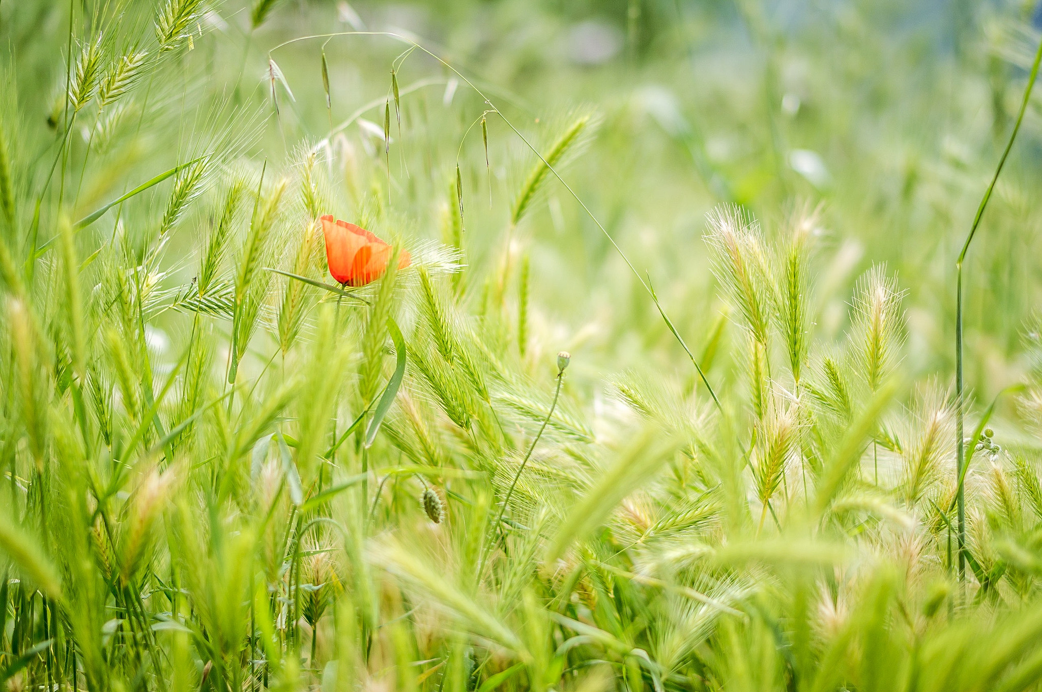 Sony Alpha NEX-C3 + E 50mm F1.8 OSS sample photo. 2012.06 - kotor bay, montenegro photography