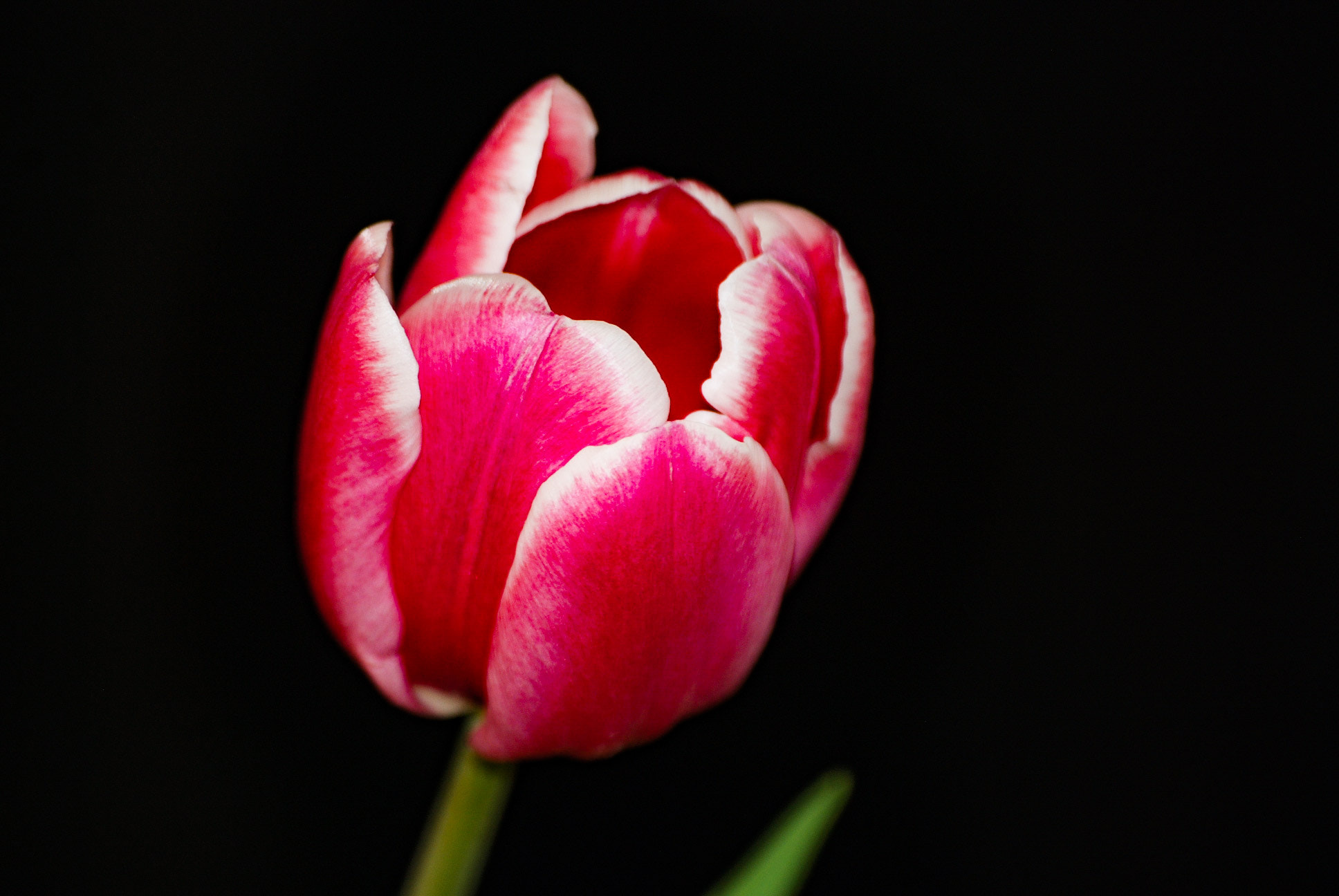 Nikon D80 sample photo. Tulip  photography