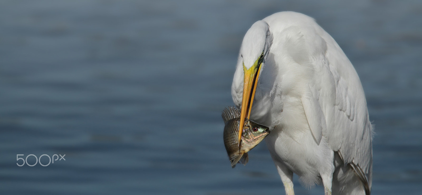 Tamron SP 150-600mm F5-6.3 Di VC USD sample photo. Ardea alba... photography