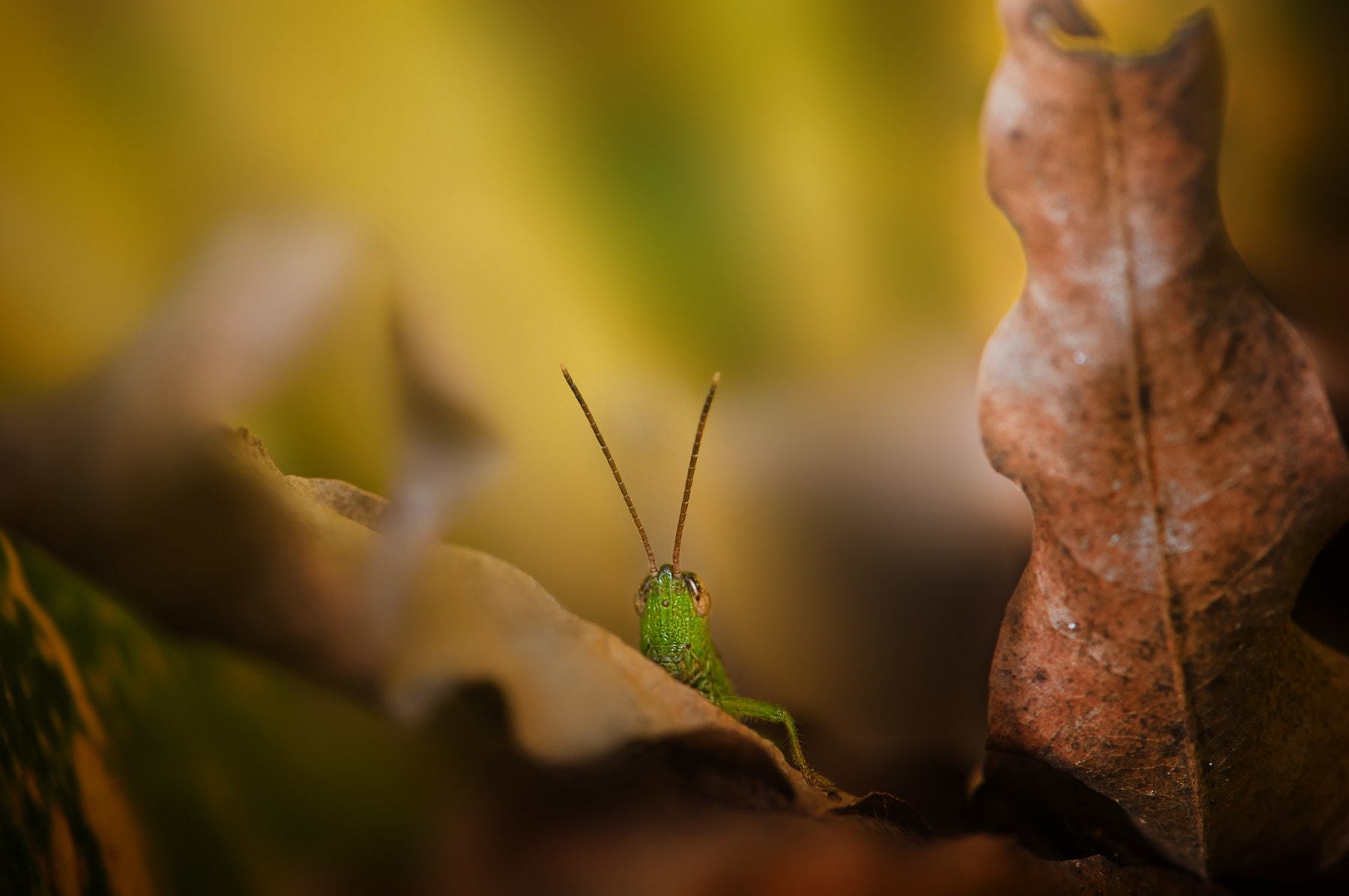 Nikon AF-S Micro-Nikkor 105mm F2.8G IF-ED VR sample photo. My tiny world photography