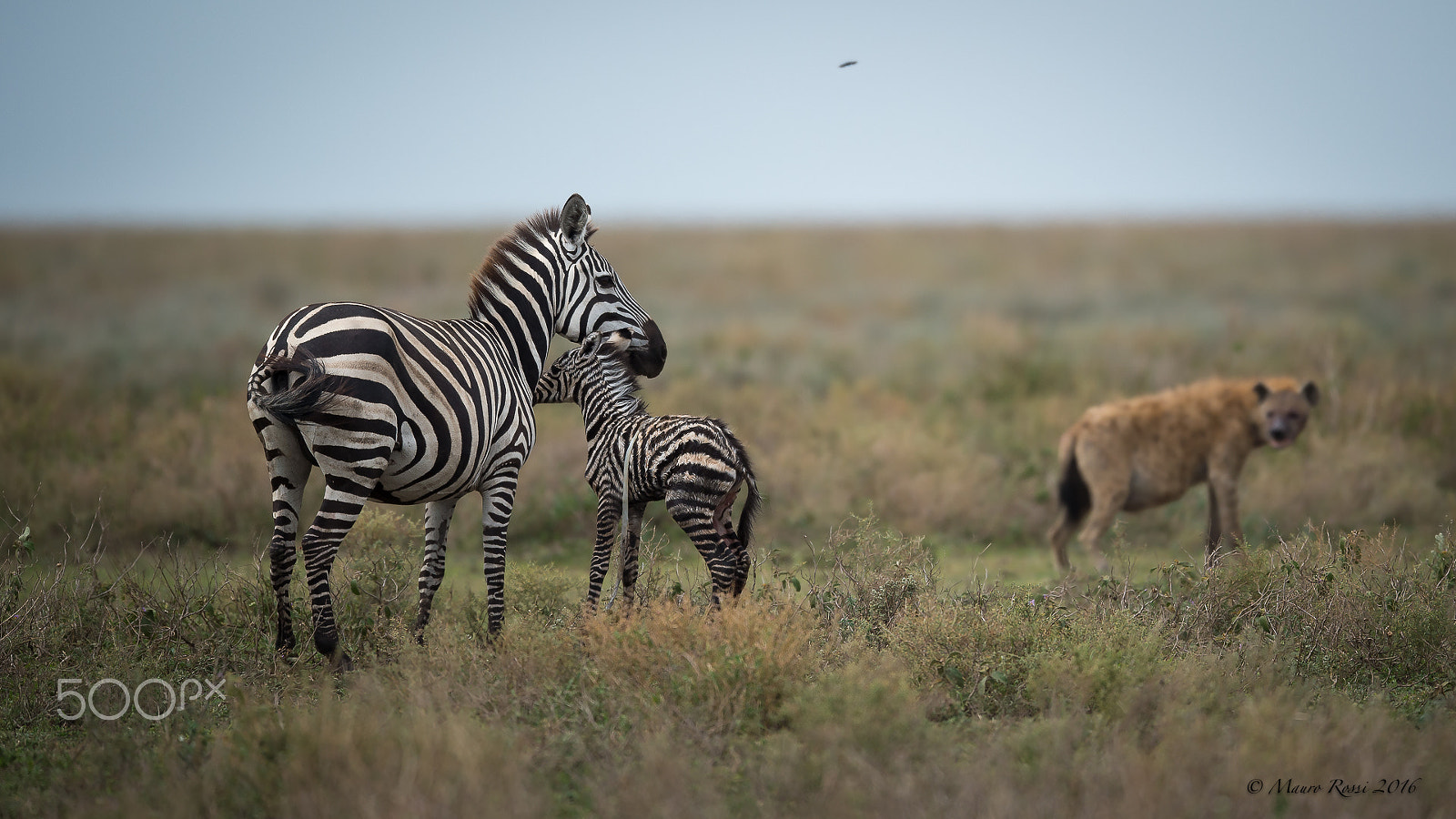 Nikon D4S + Nikon AF-S Nikkor 500mm F4E FL ED VR sample photo. "just born" photography