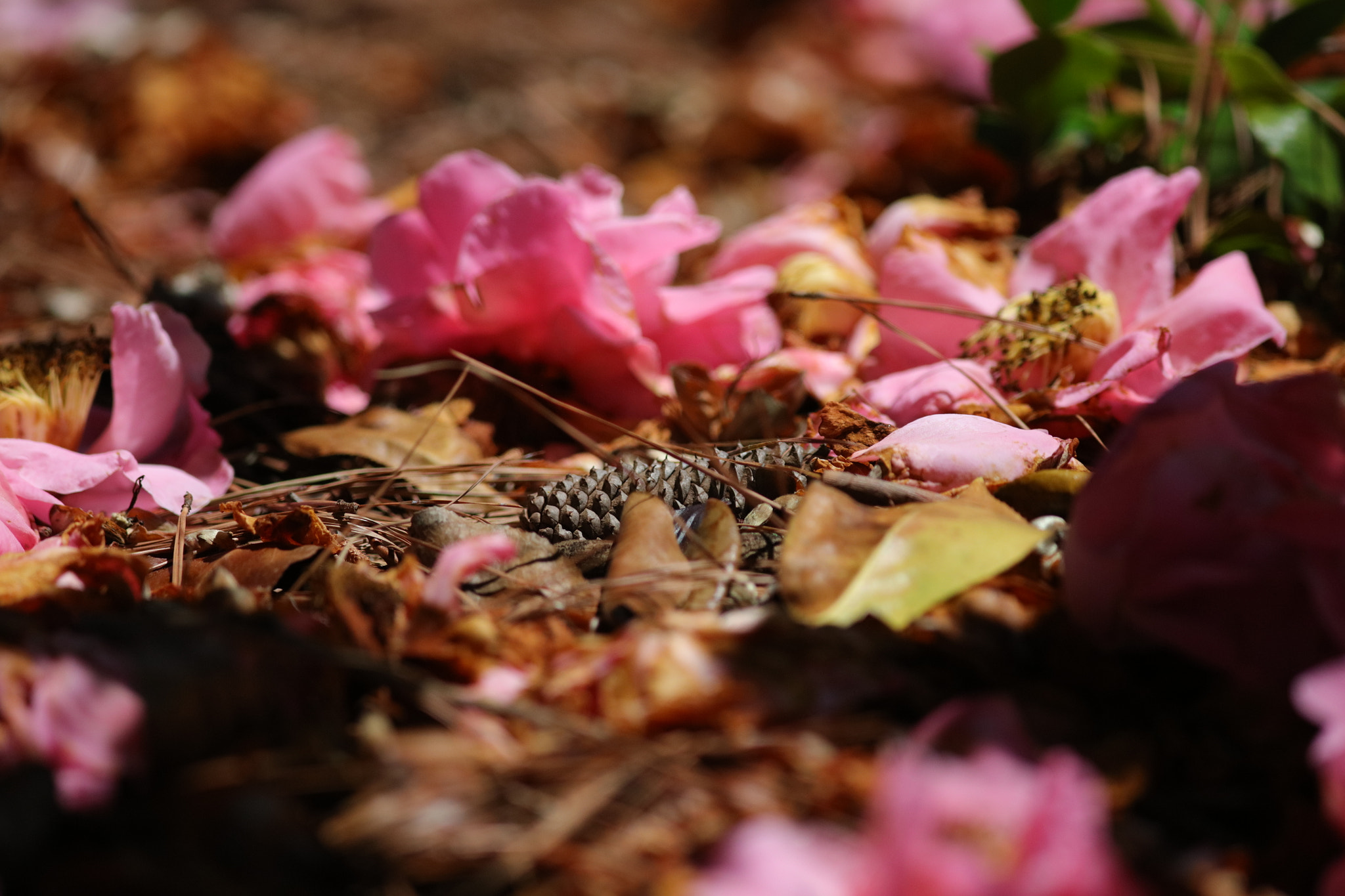 Canon EOS 5DS R sample photo. Forest floor. photography