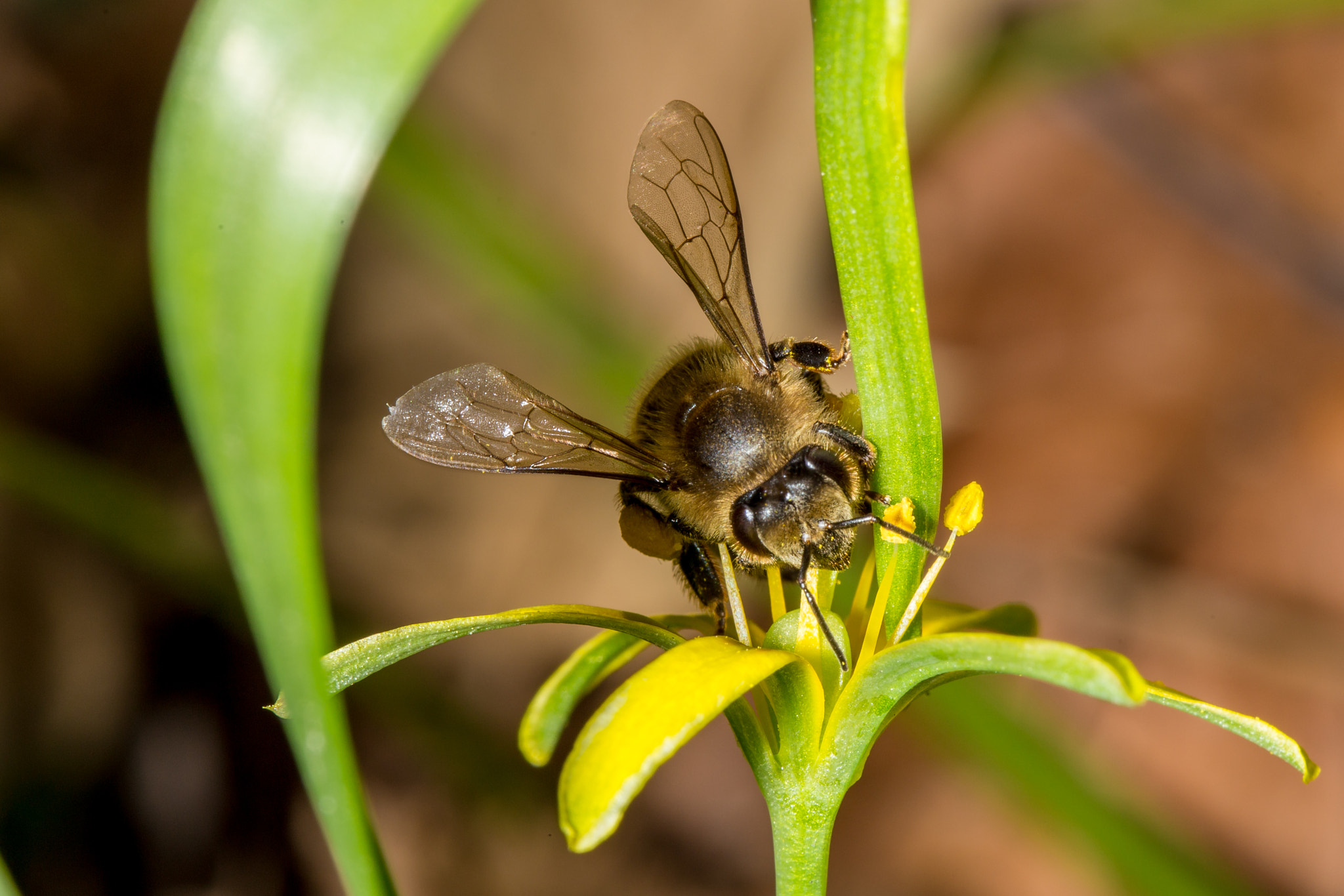 Canon EF 100mm F2.8L Macro IS USM sample photo. Bee on yellow flower photography