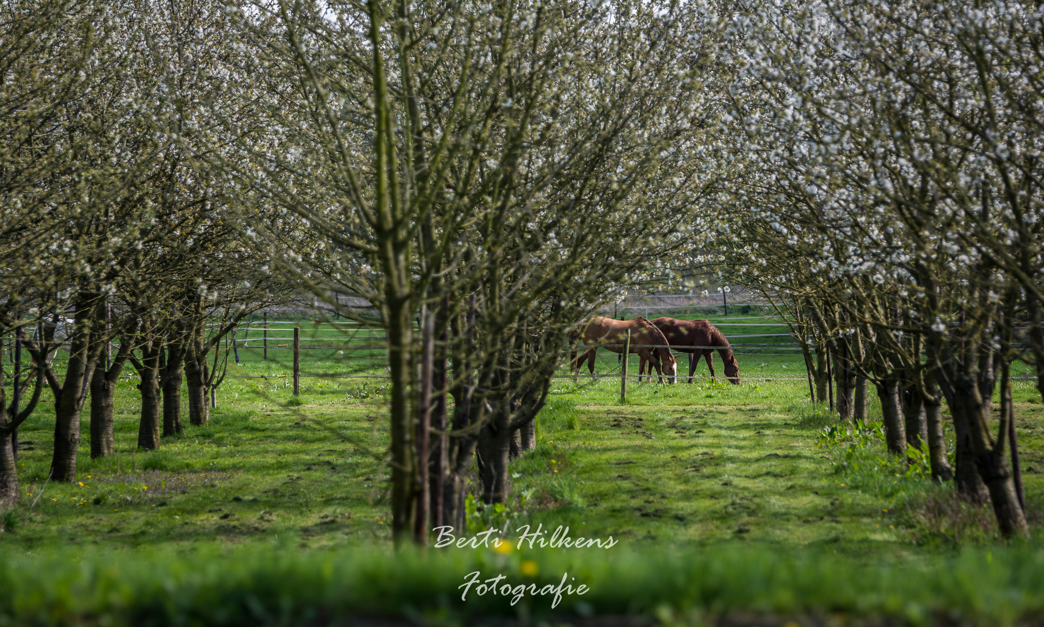 Tamron SP 70-200mm F2.8 Di VC USD sample photo. Horses photography