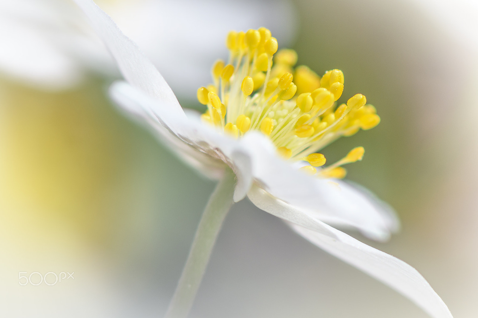 Nikon AF-S Micro-Nikkor 105mm F2.8G IF-ED VR sample photo. Anemone nemorosa photography