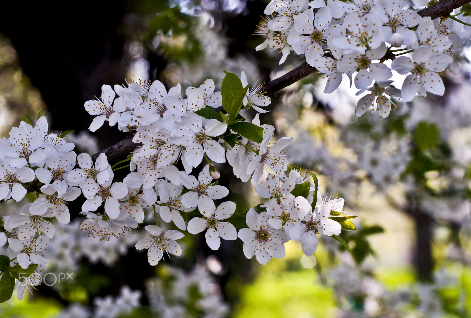 Nikon D90 + Nikon AF Nikkor 50mm F1.8D sample photo. Seasonal classic photography